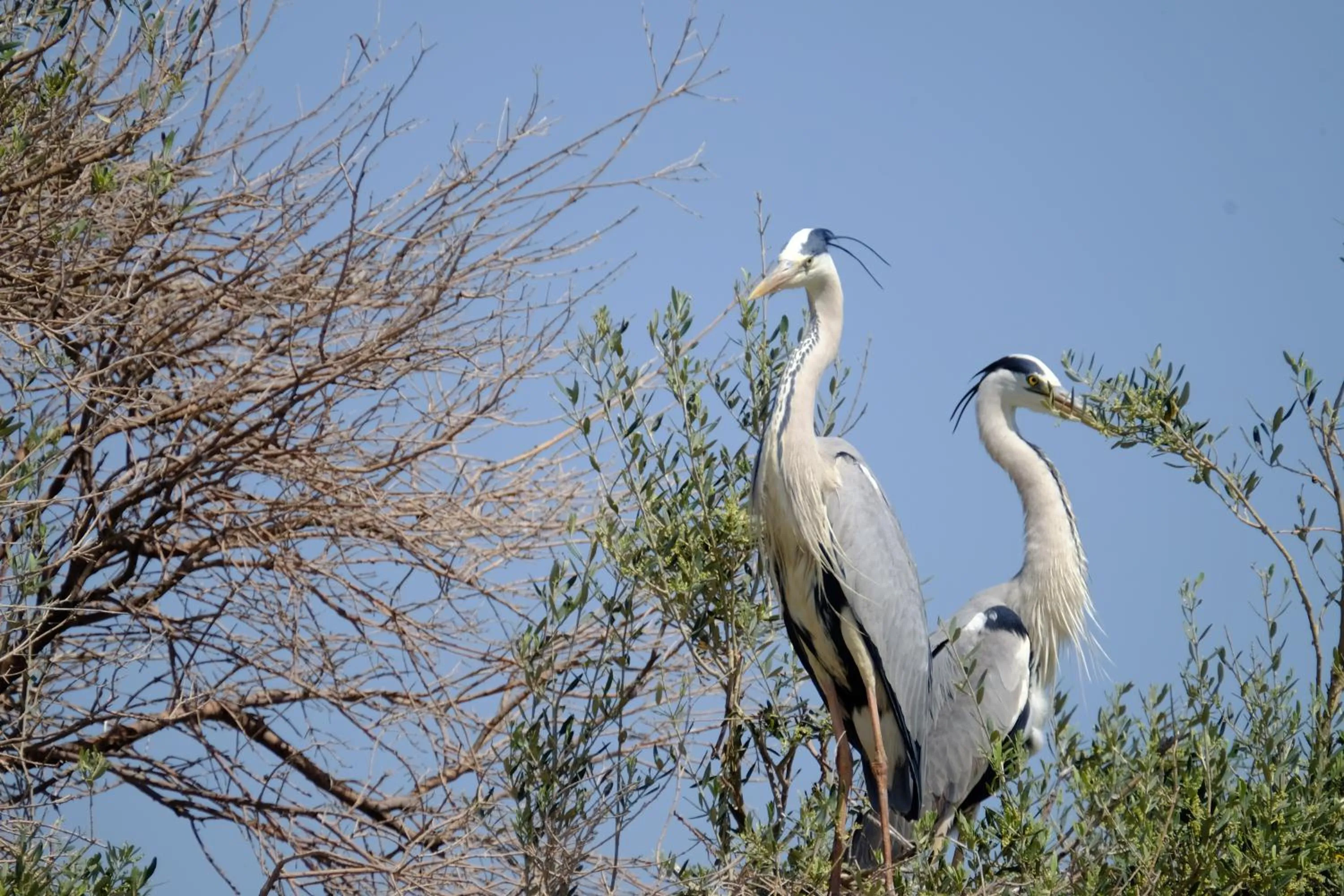 Animals in Selenes Pansiyon