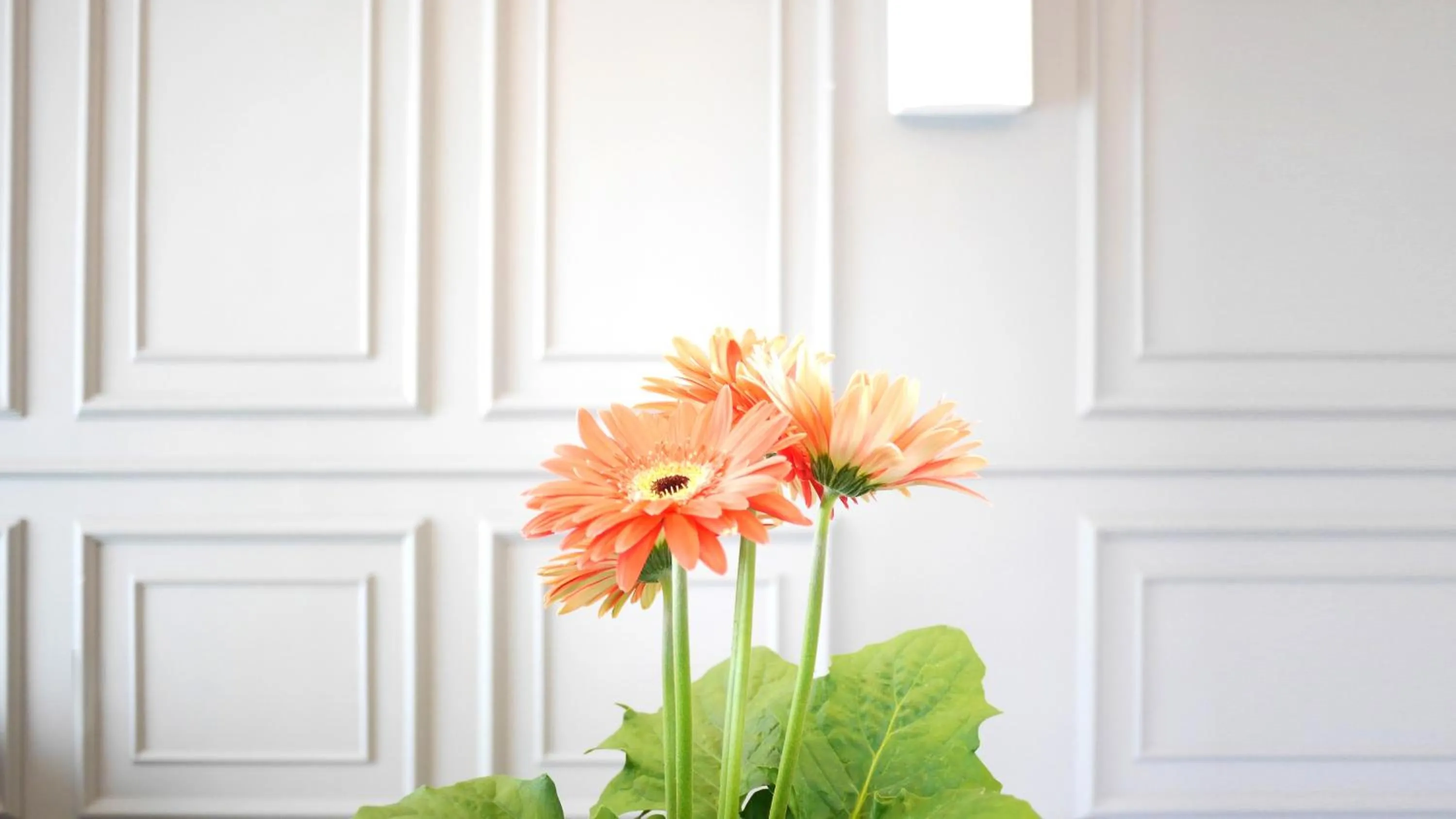 Zetter Suites @ Cameron