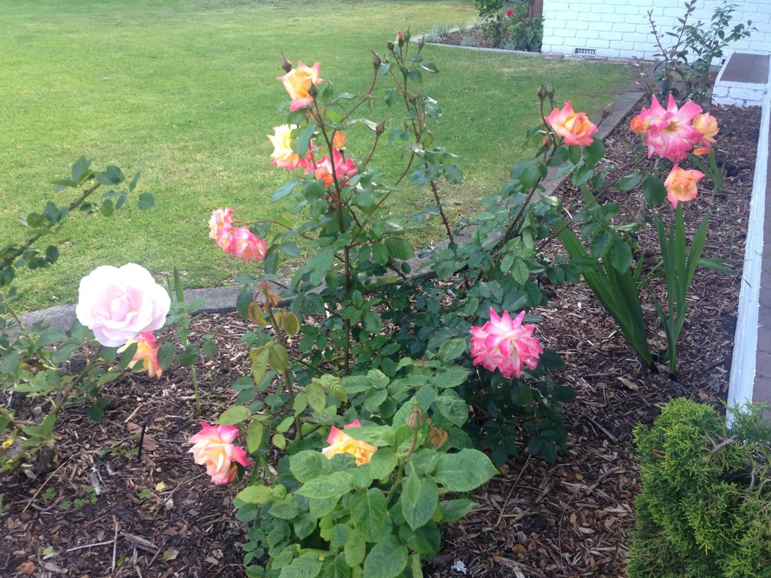 Other in Dolphin Lodge Albany - Self Contained Apartments at Middleton Beach