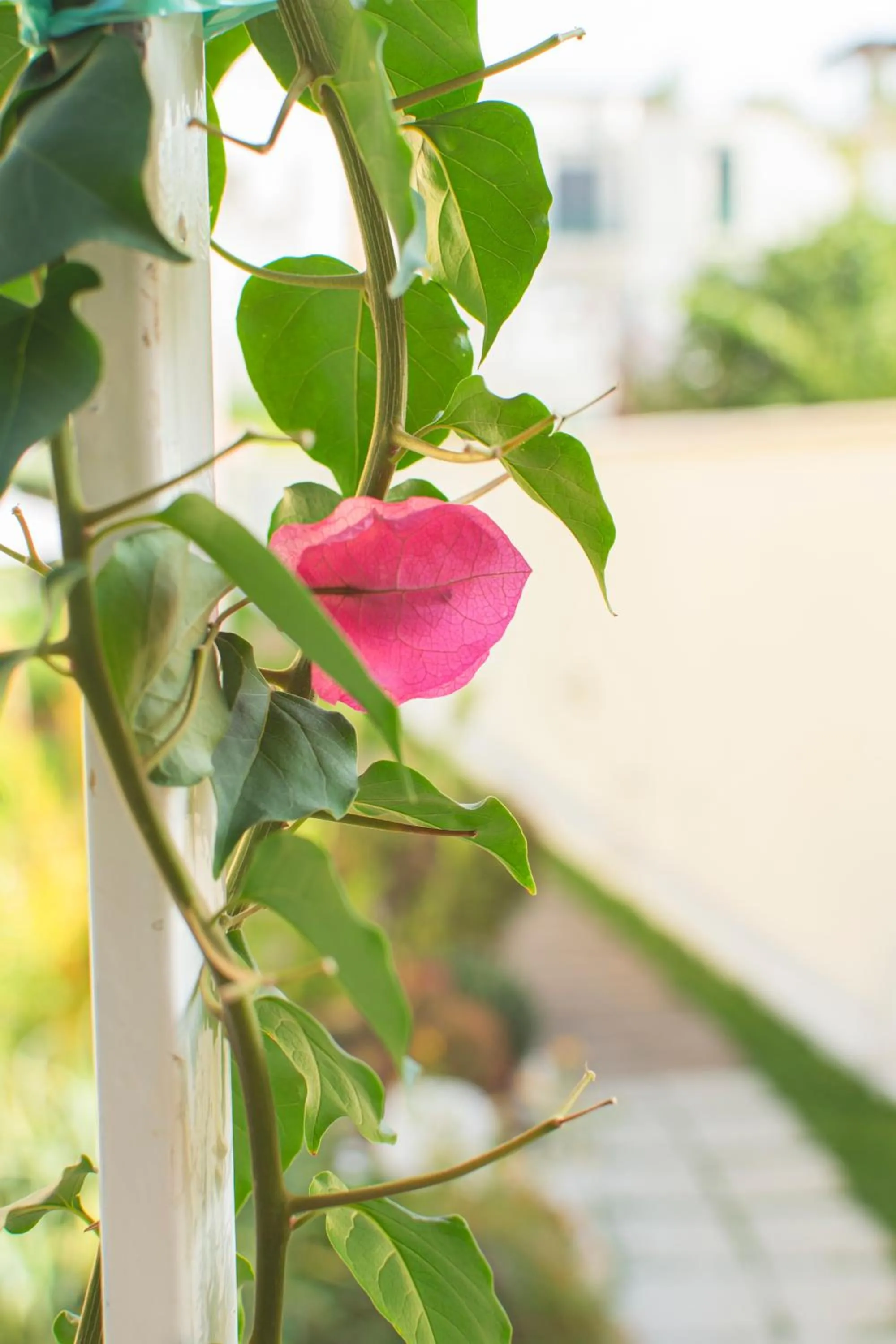 Garden in Marina 10 Design Hotel & SPA