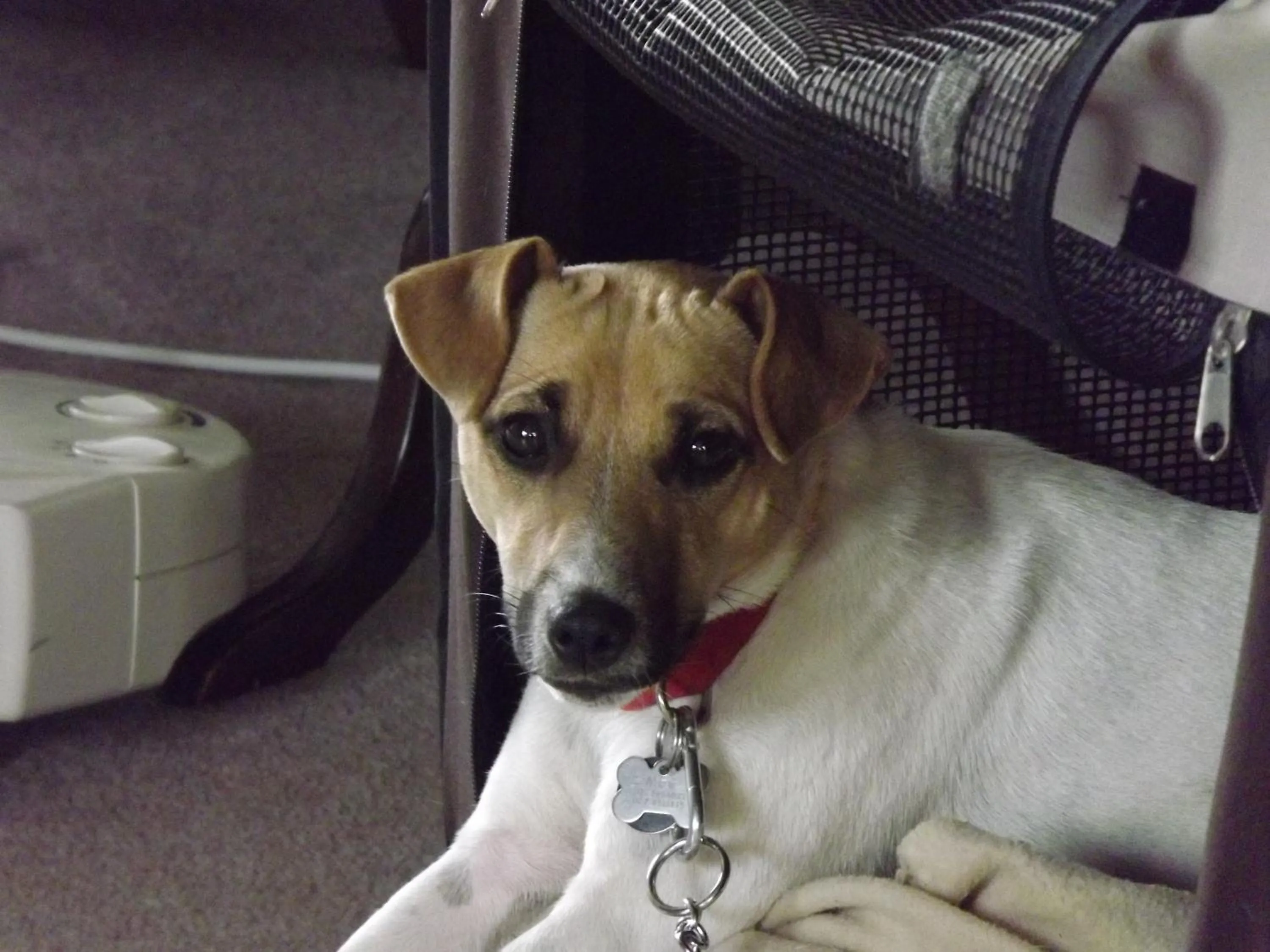 Pets in Riverstone House