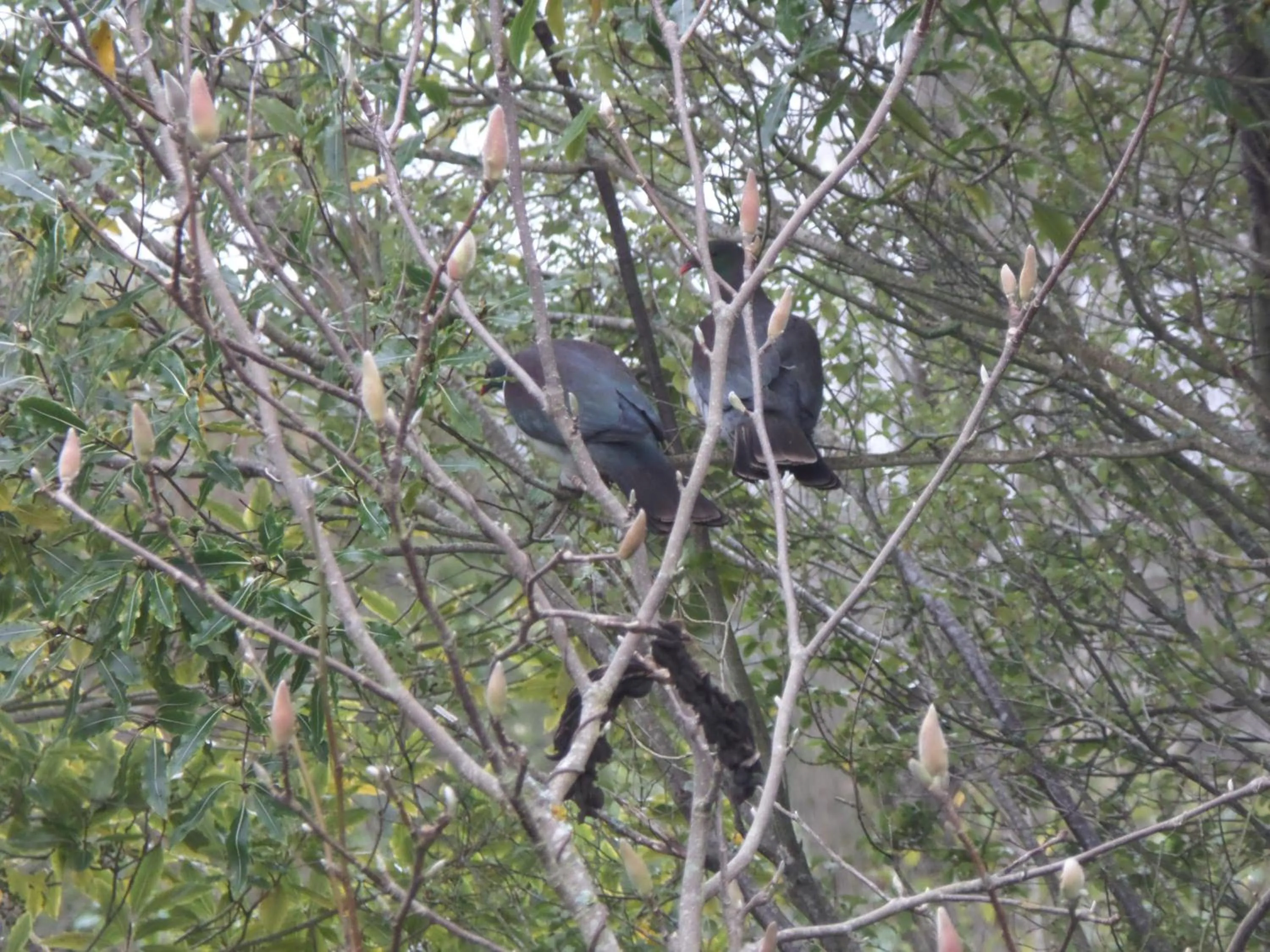 Animals in Riverstone House