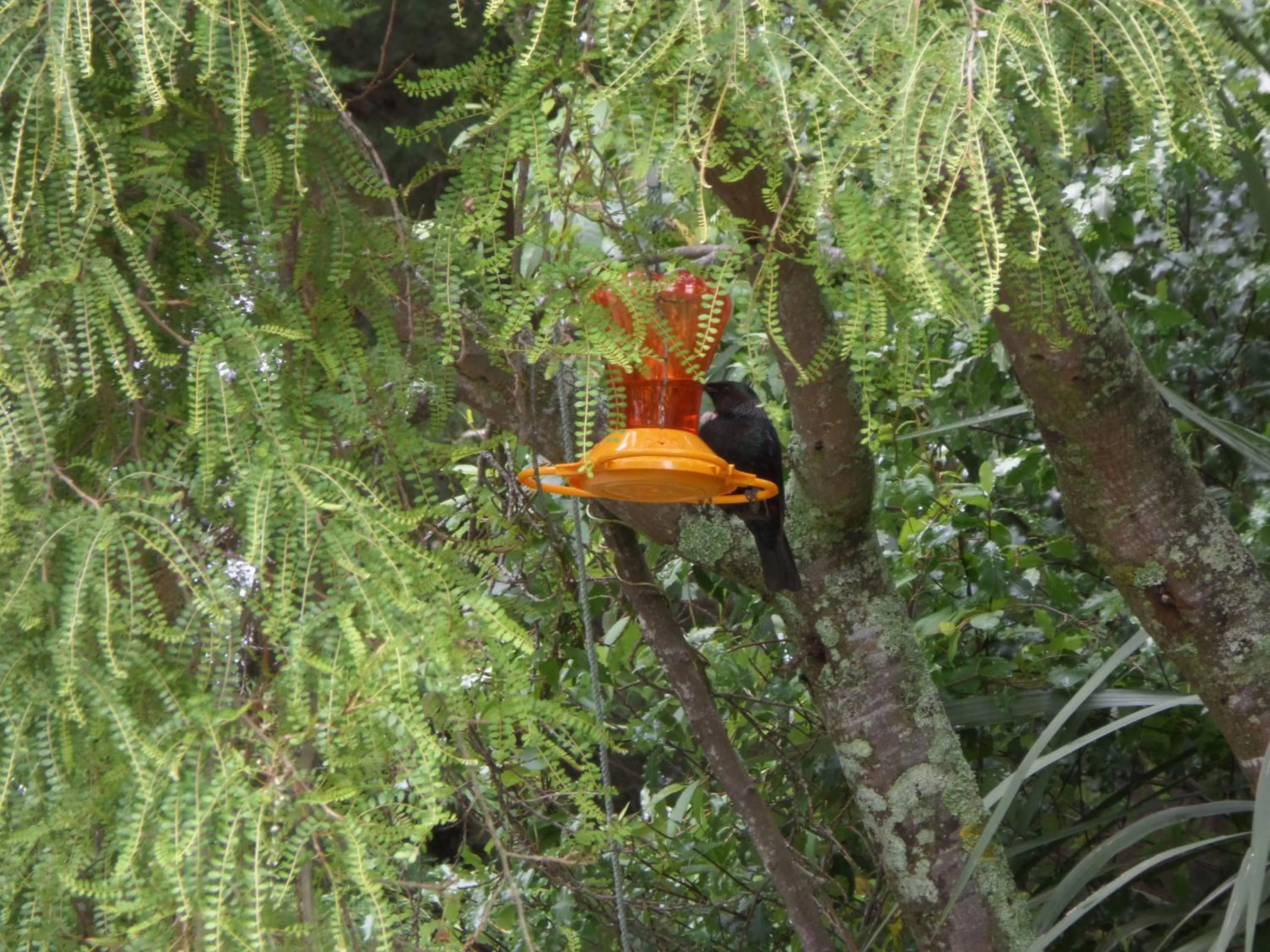 Animals in Riverstone House