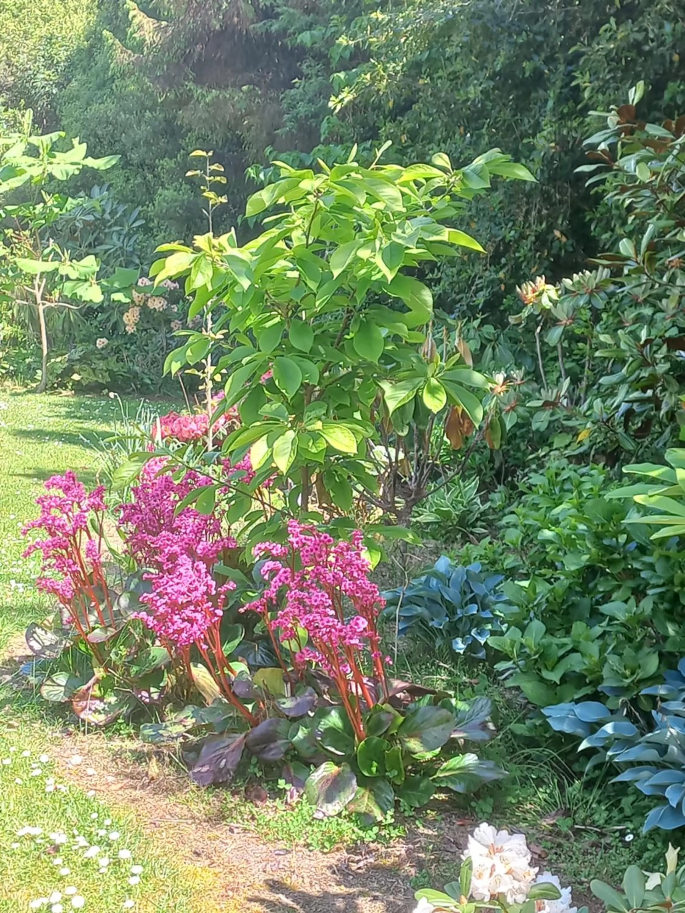 Garden in Riverstone House