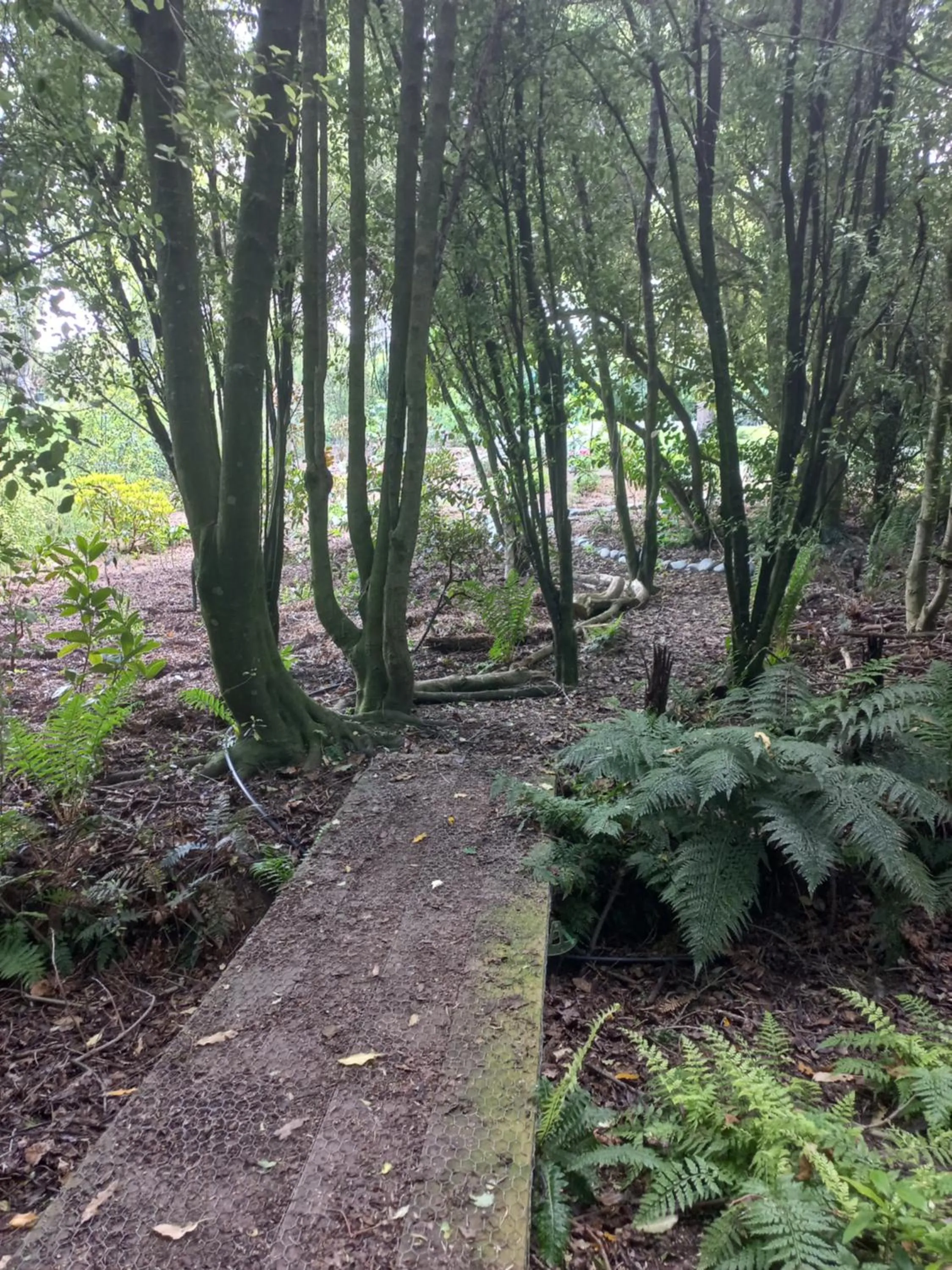 Garden in Riverstone House