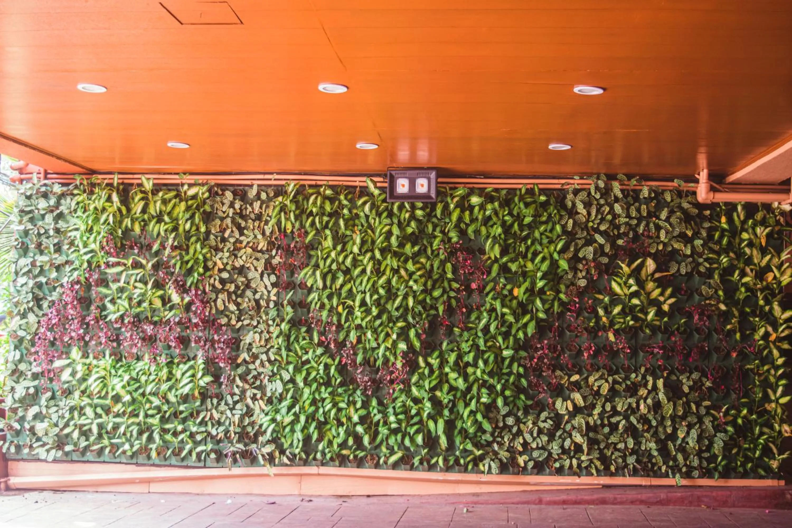 Garden in Hotel Ava Malate