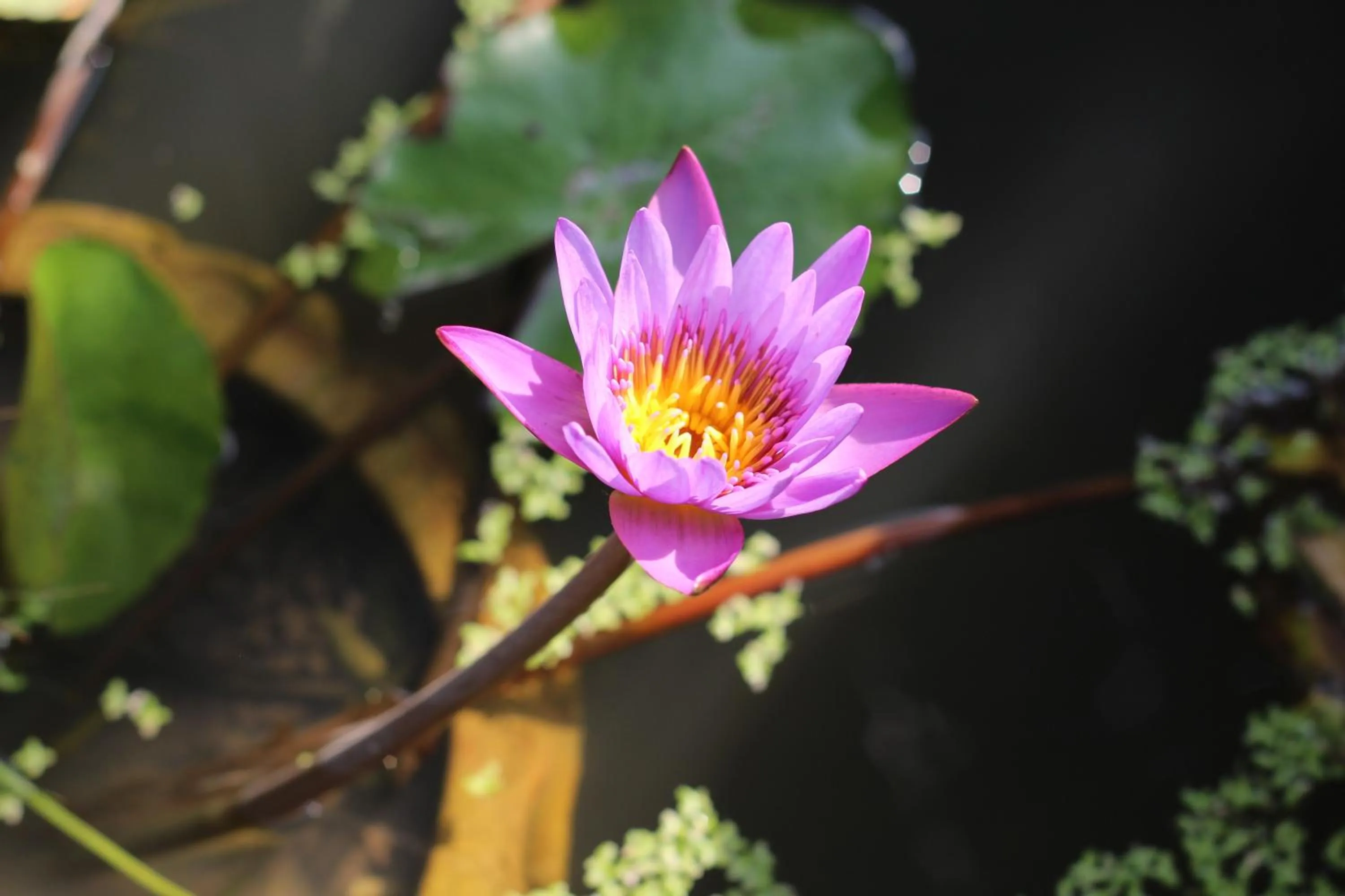 Garden view in Smilingface guesthouse