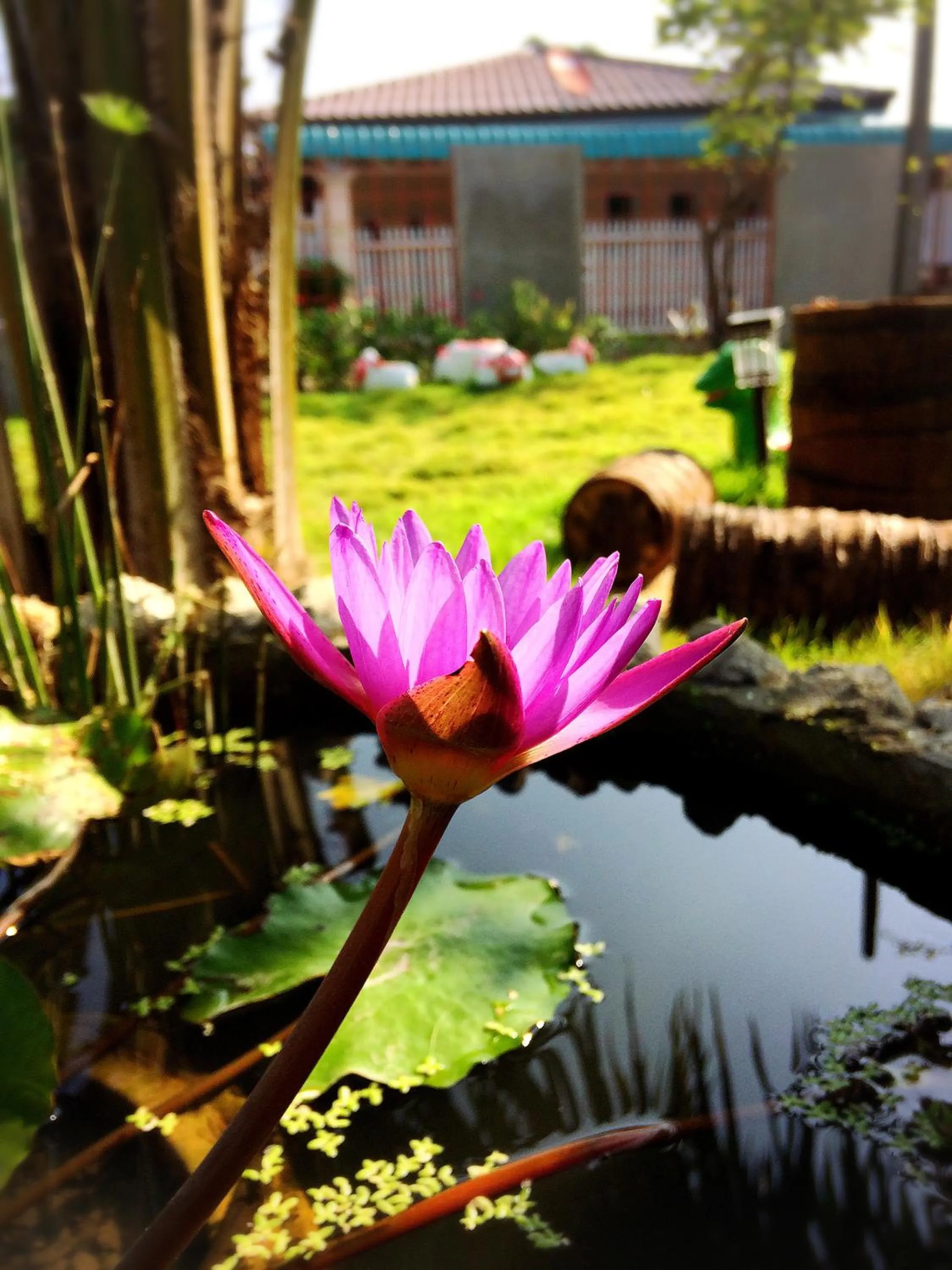 Garden view in Smilingface guesthouse