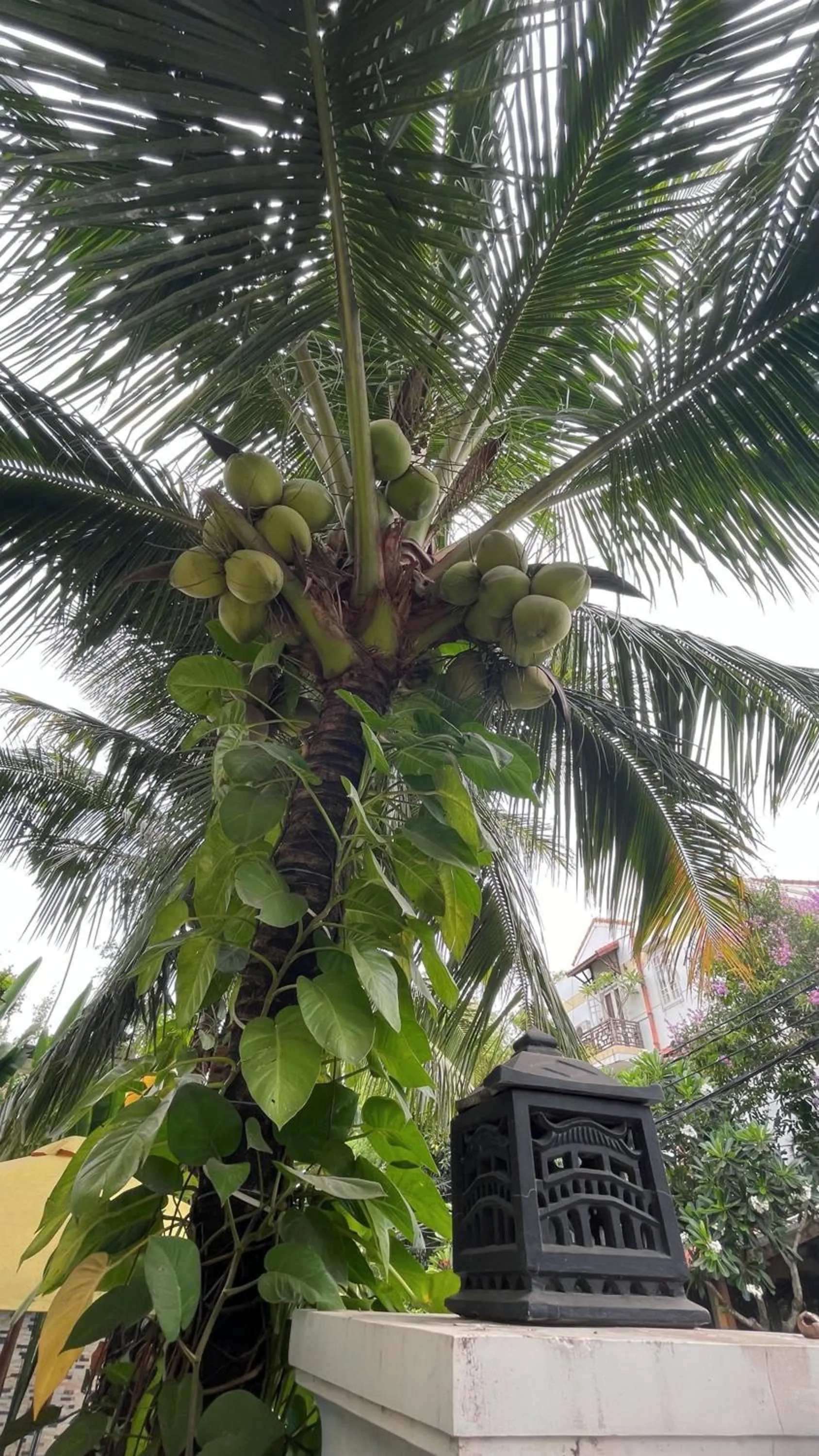 Natural landscape in Hoi An Discovery Villa