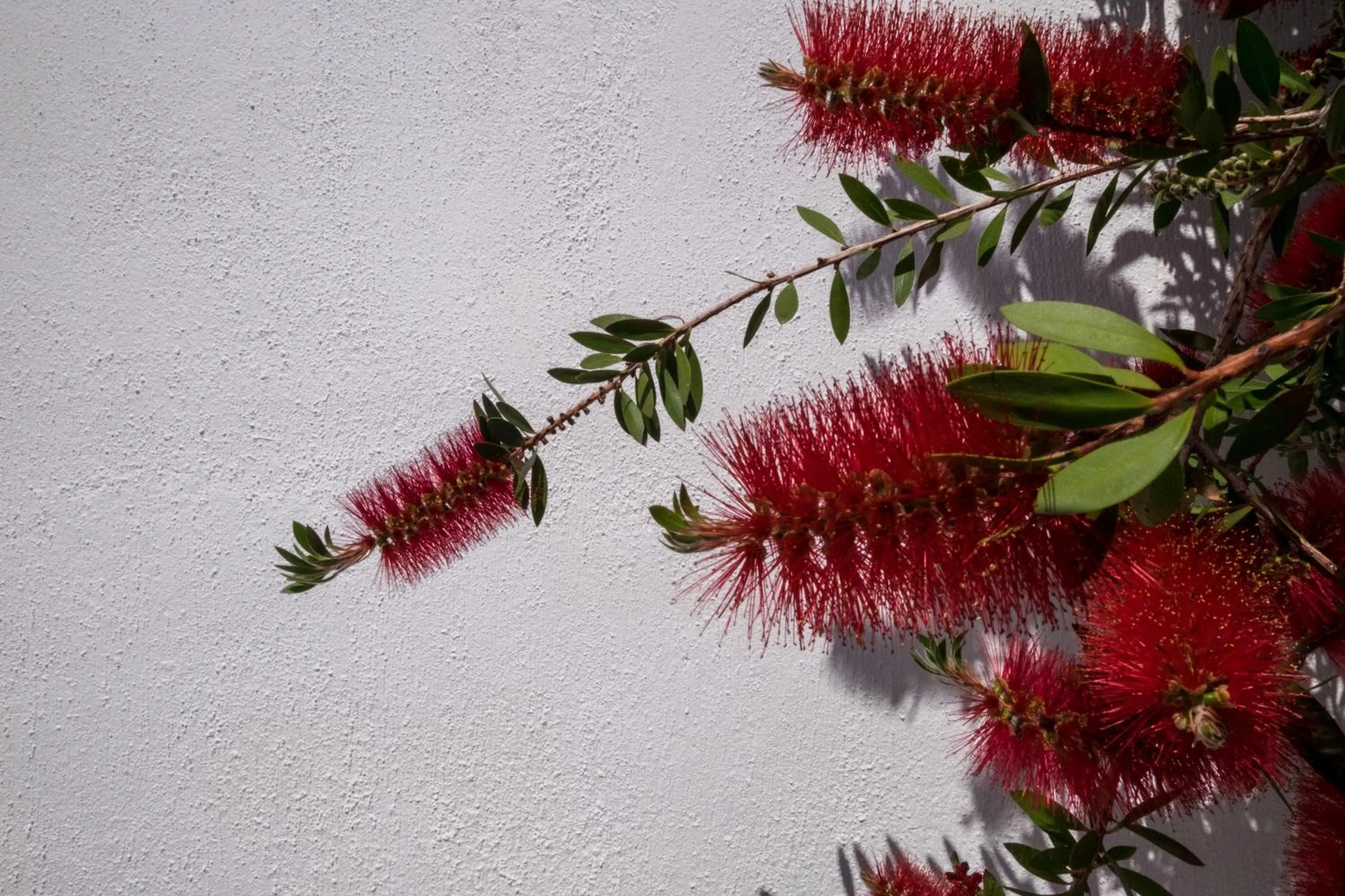 Garden in Joseph Studios