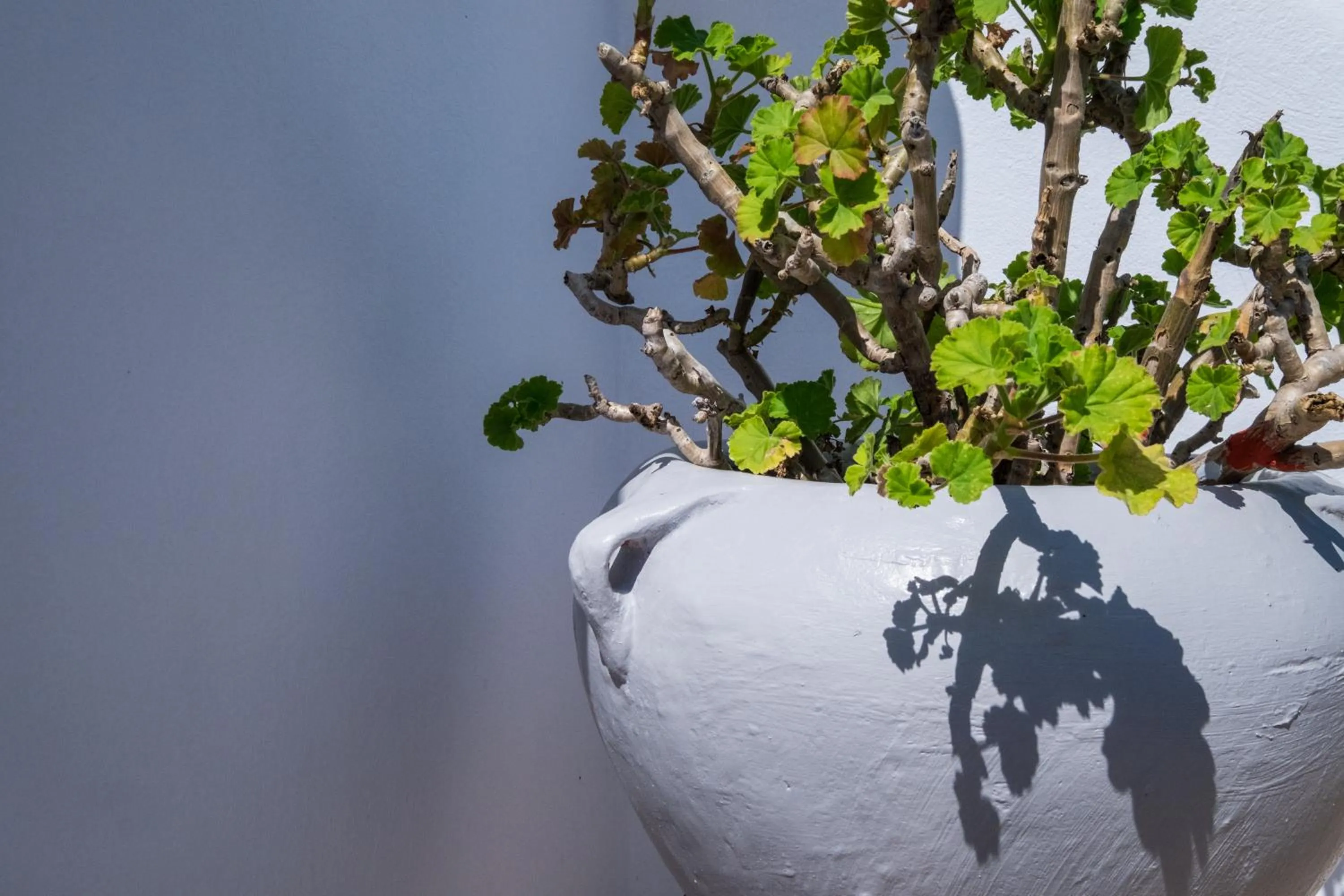 Garden in Joseph Studios