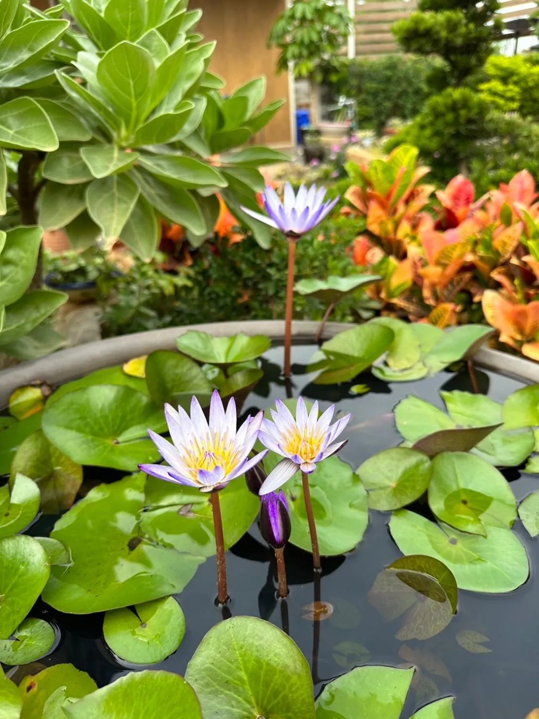 Garden in 夏之戀民宿 可包棟 近金城市區