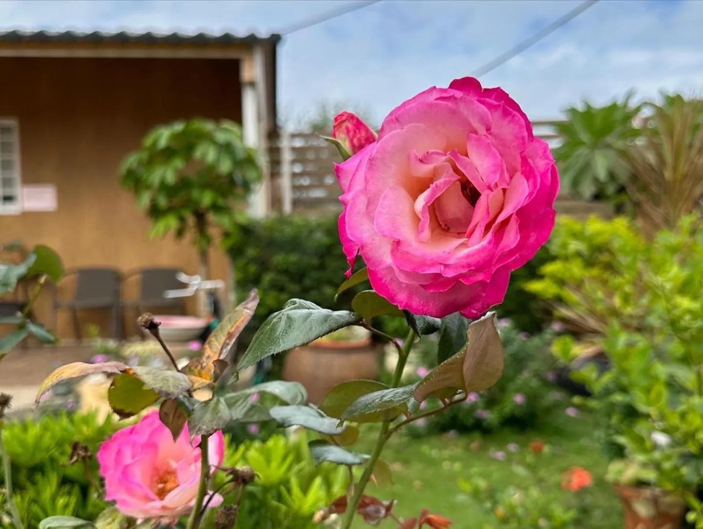 Garden view in 夏之戀民宿 可包棟 近金城市區