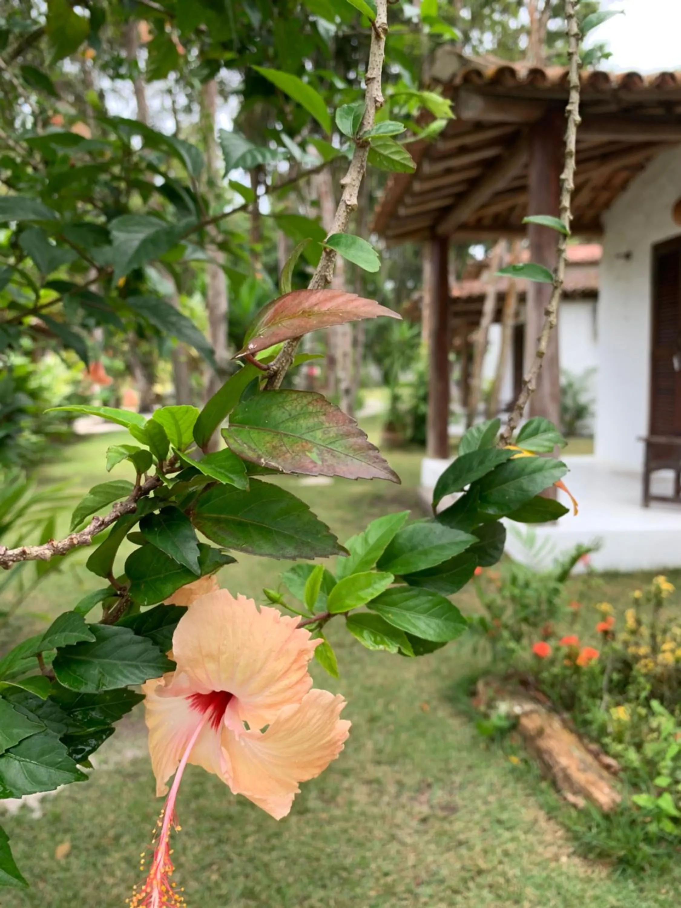 Cheiro Nativo - Chalés & Pousada