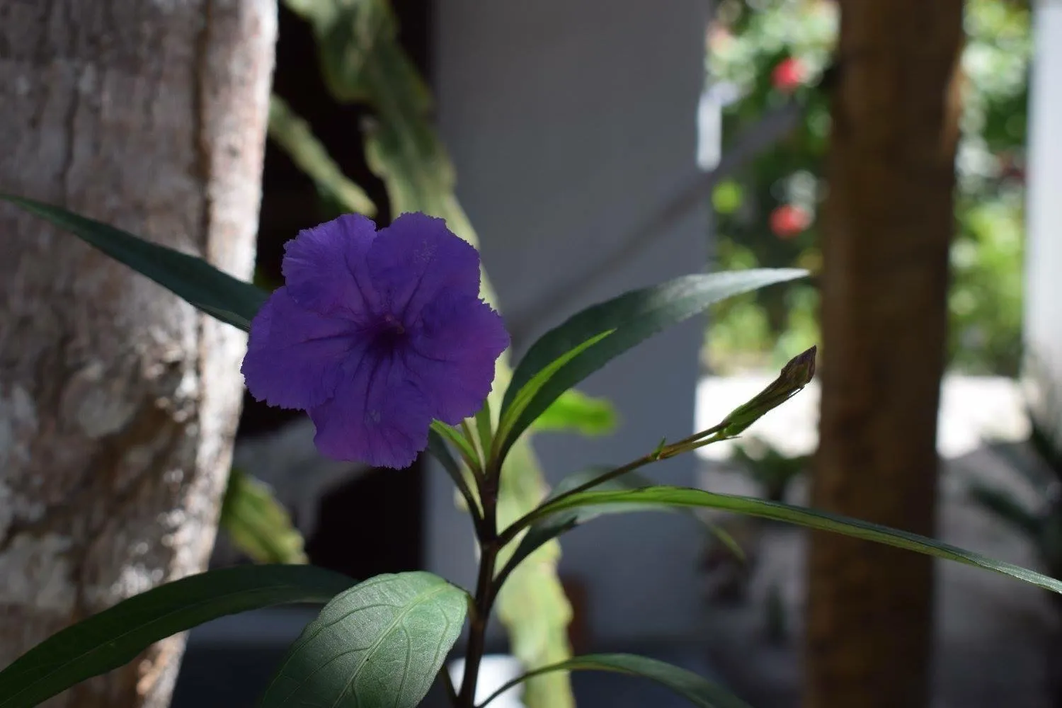 Cheiro Nativo - Chalés & Pousada