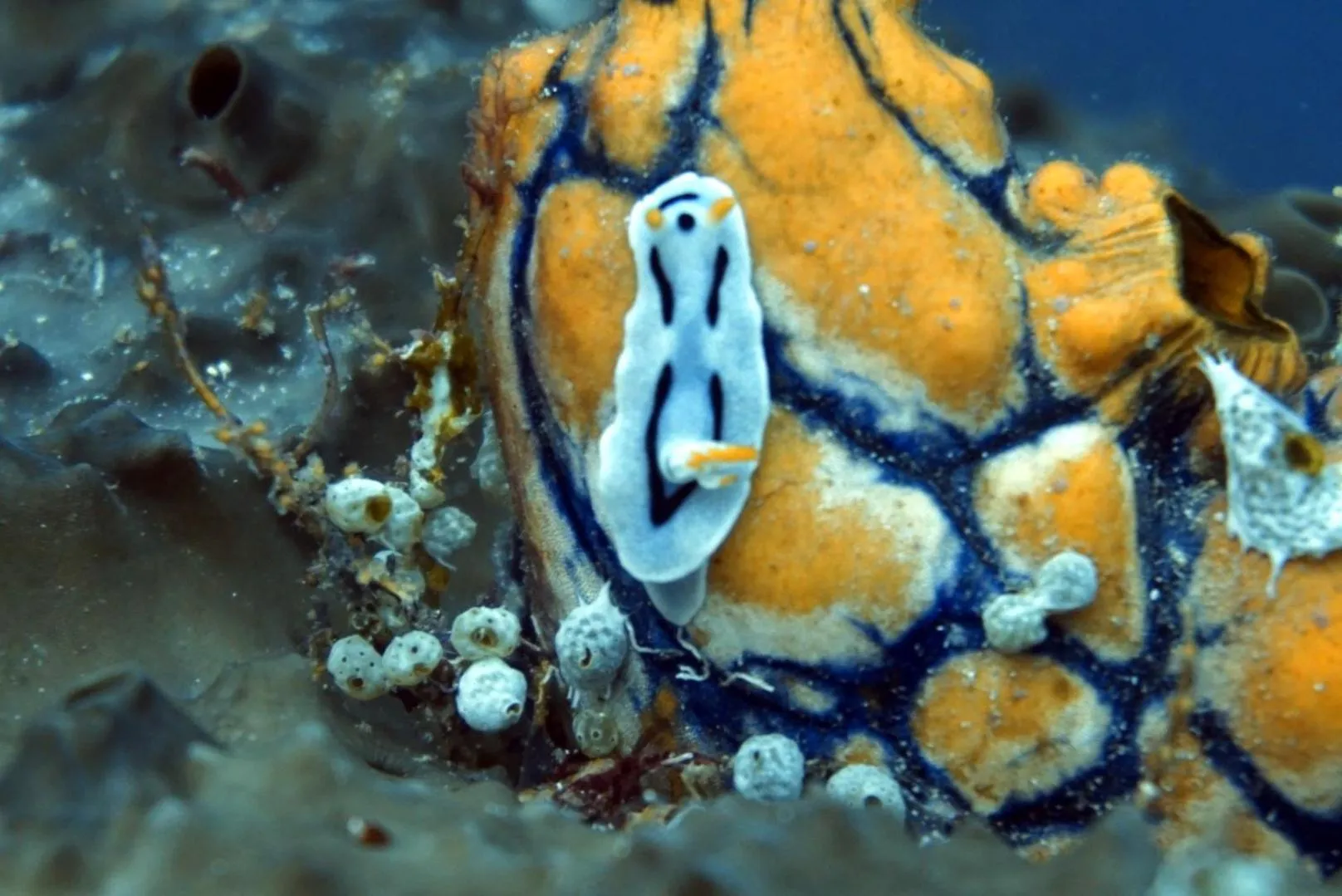 Animals in Grand Luley Manado