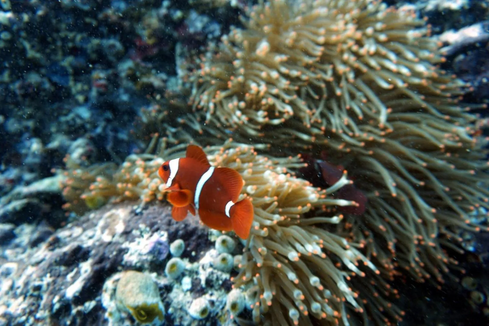 Diving in Grand Luley Manado