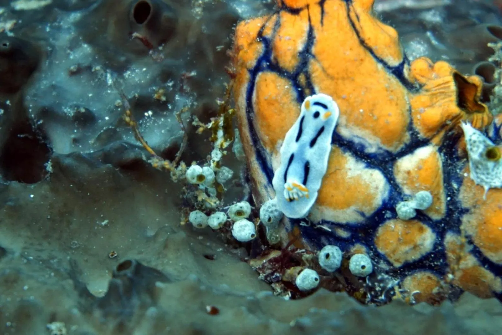 Animals in Grand Luley Manado