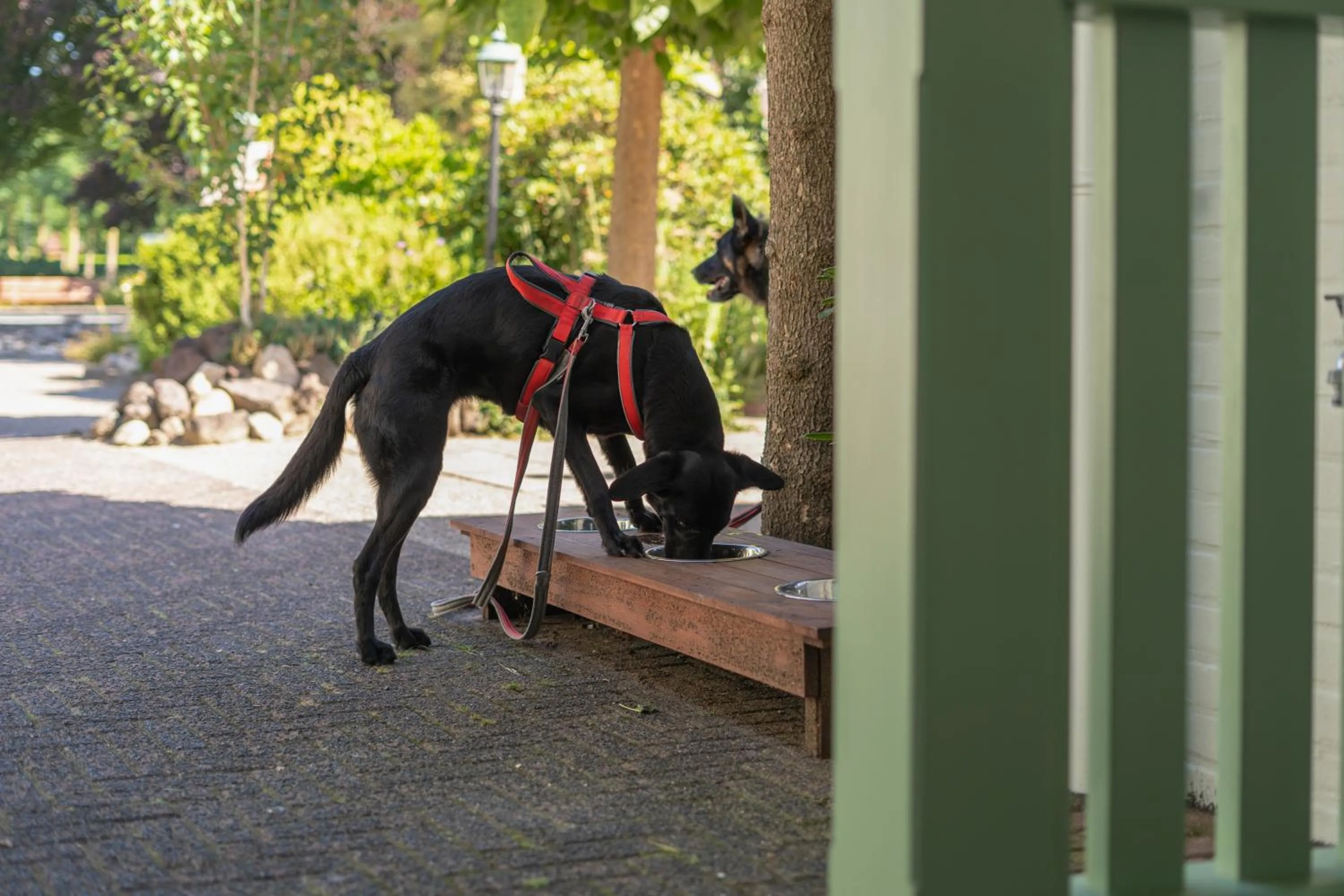 Animals in Hotel Restaurant Ruimzicht