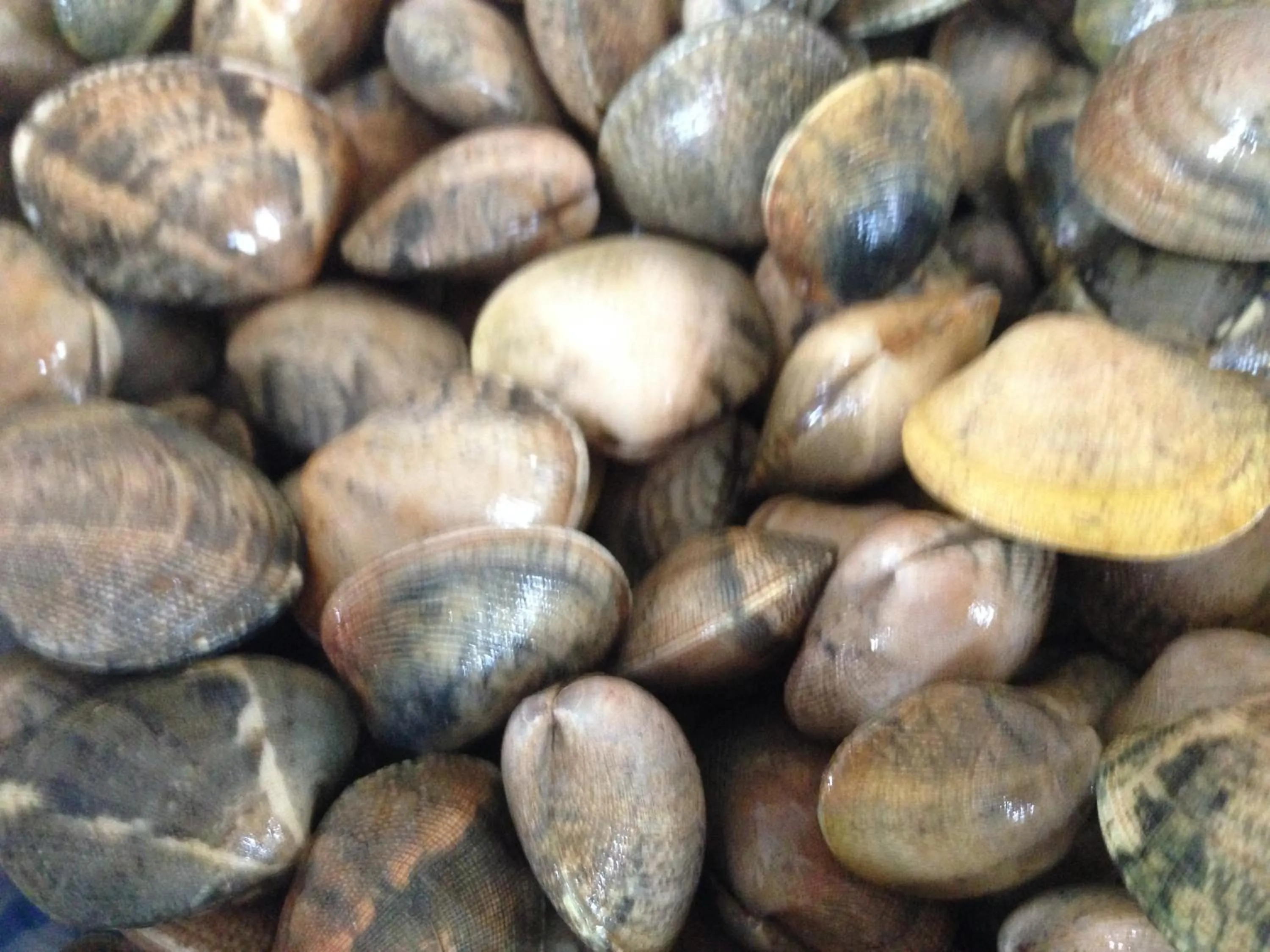 Restaurant/places to eat in Monte Do Zambujeiro