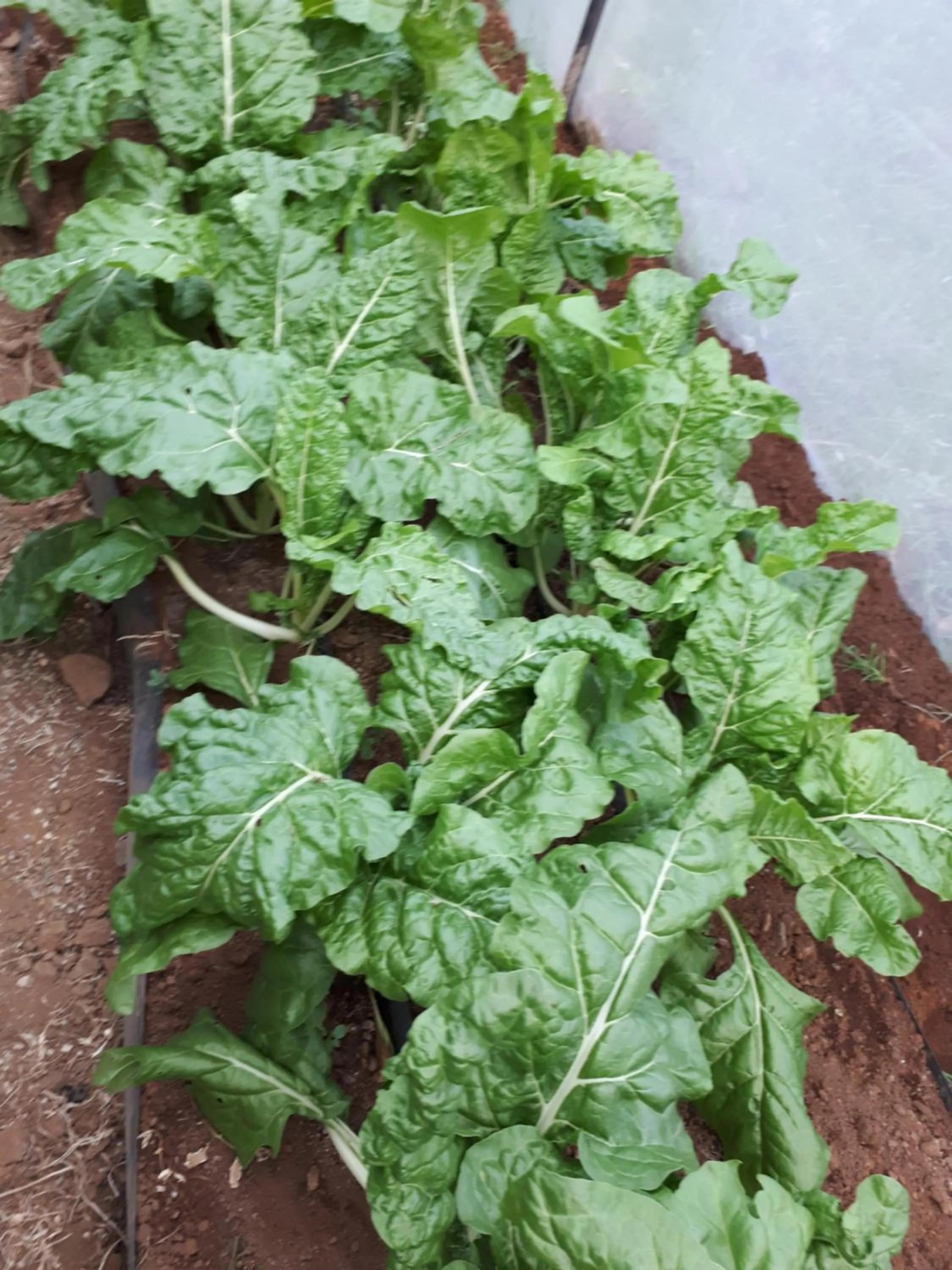 Food close-up in Sandai Resort Lake Baringo