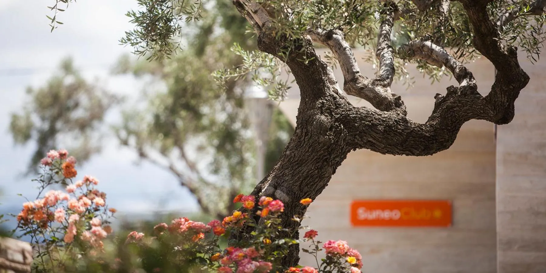 Garden in Althea Village - Family Hotel