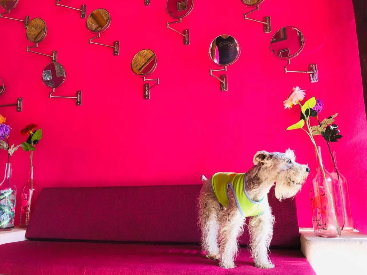 Pets in Santuario Playa