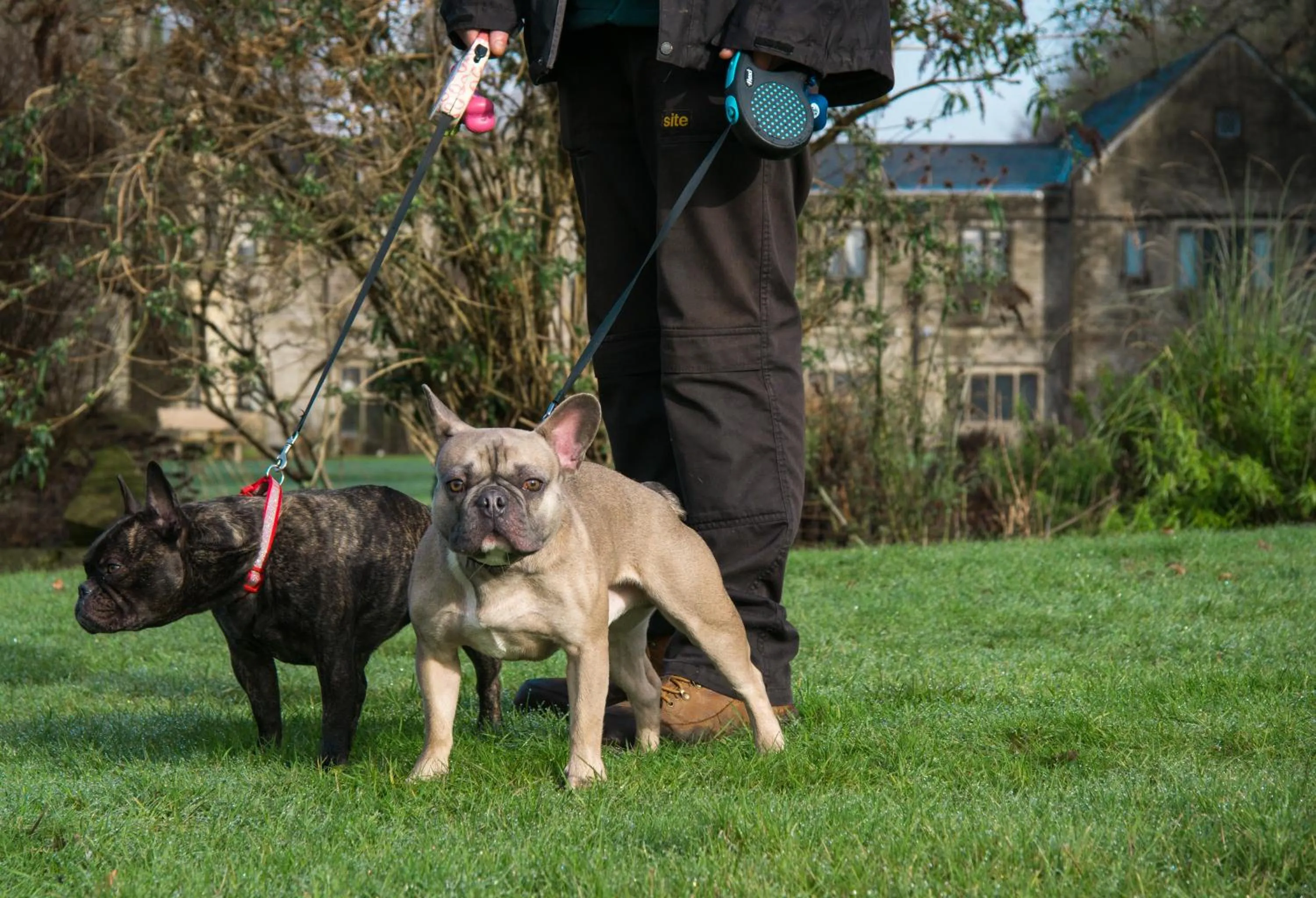 Animals in Miskin Manor Hotel
