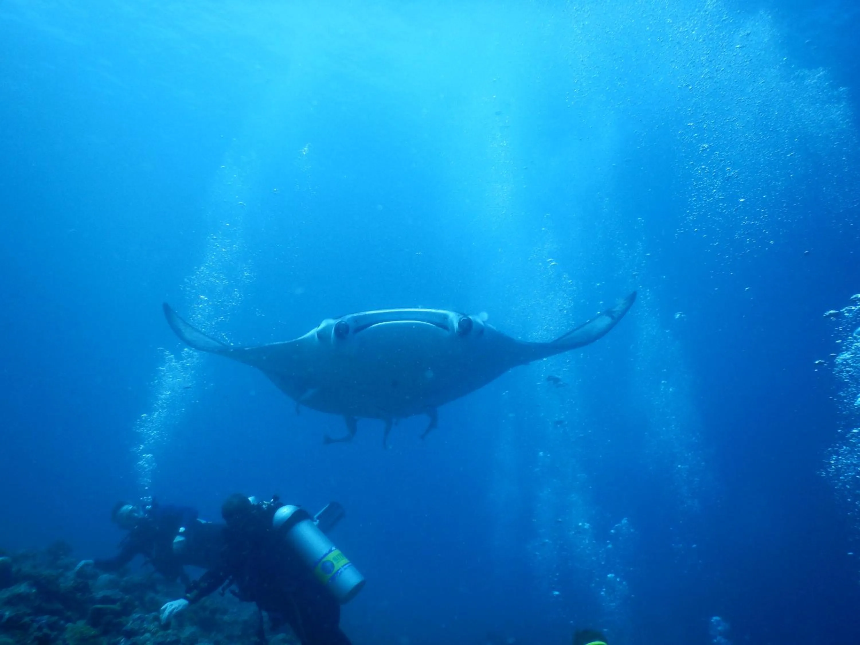 Diving in White Sand Dhigurah