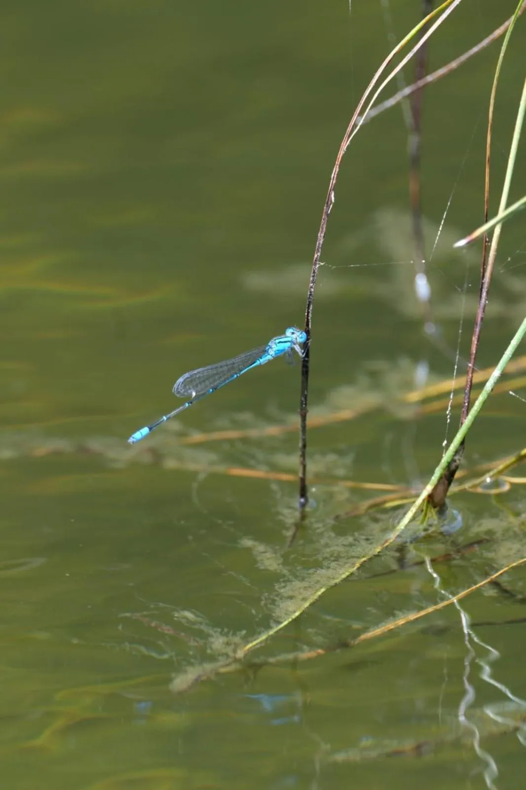 Property building in Jivana Resort