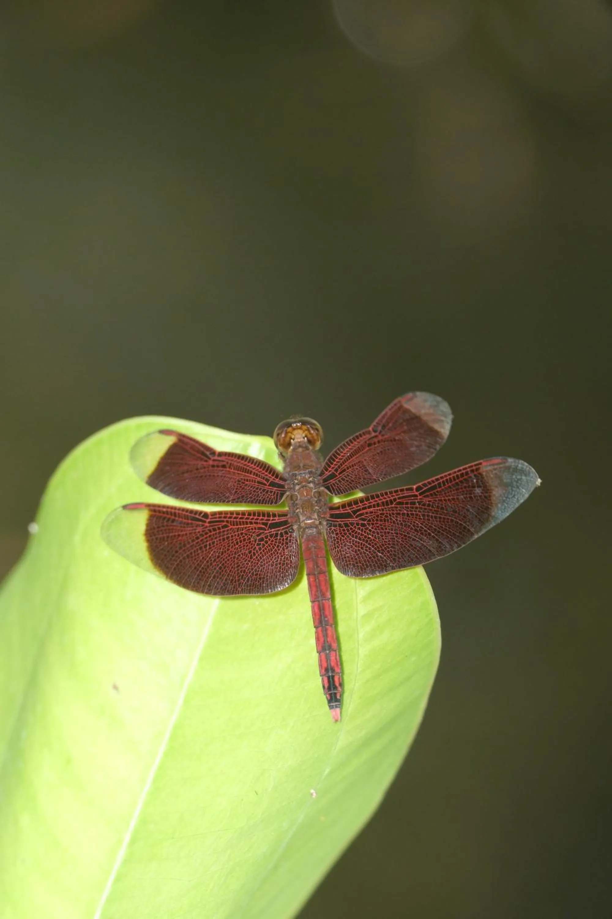 Property building in Jivana Resort
