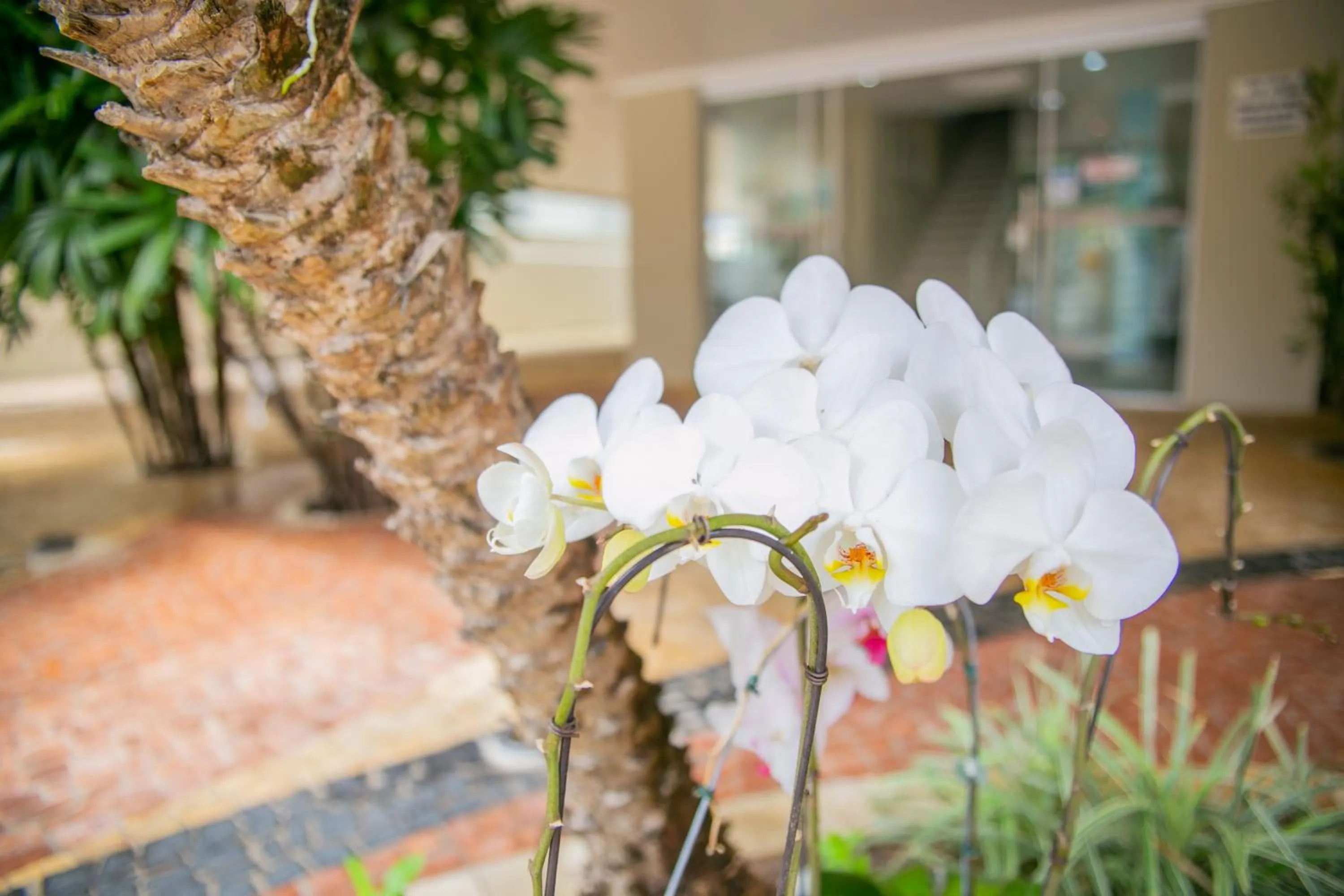 Garden in Paramar Praia Grande
