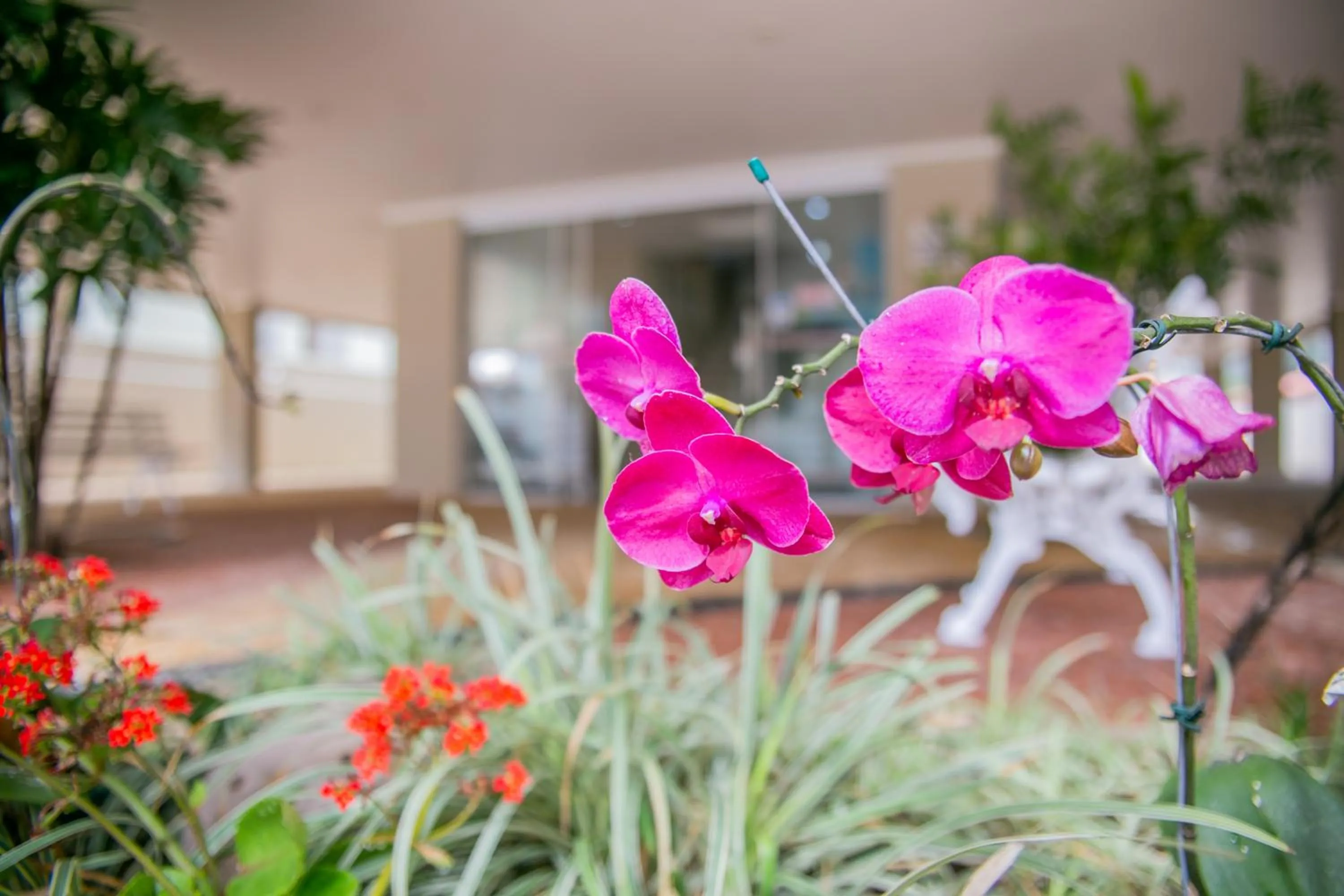 Garden in Paramar Praia Grande