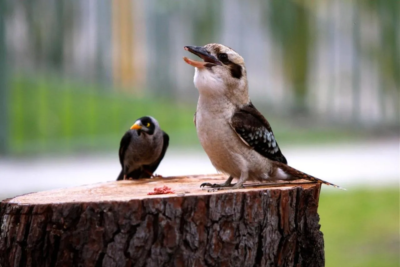 Animals in BIG4 Crystal Brook Tourist Park
