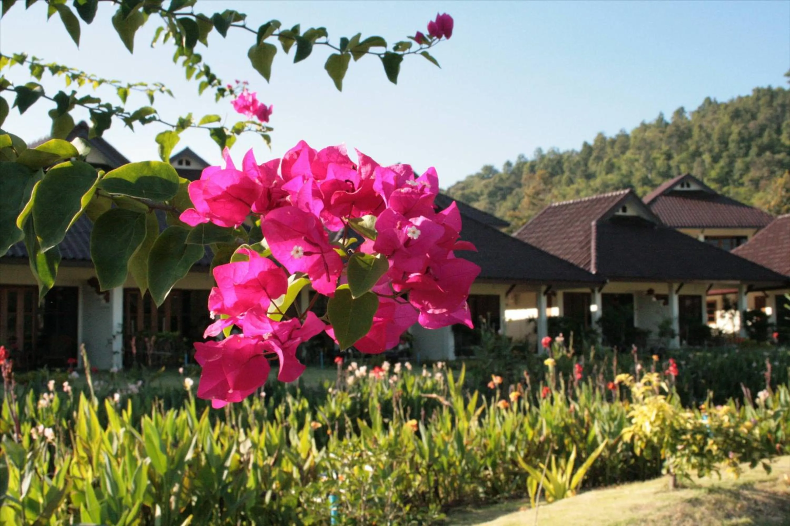 Garden view in Maekok River Village Resort