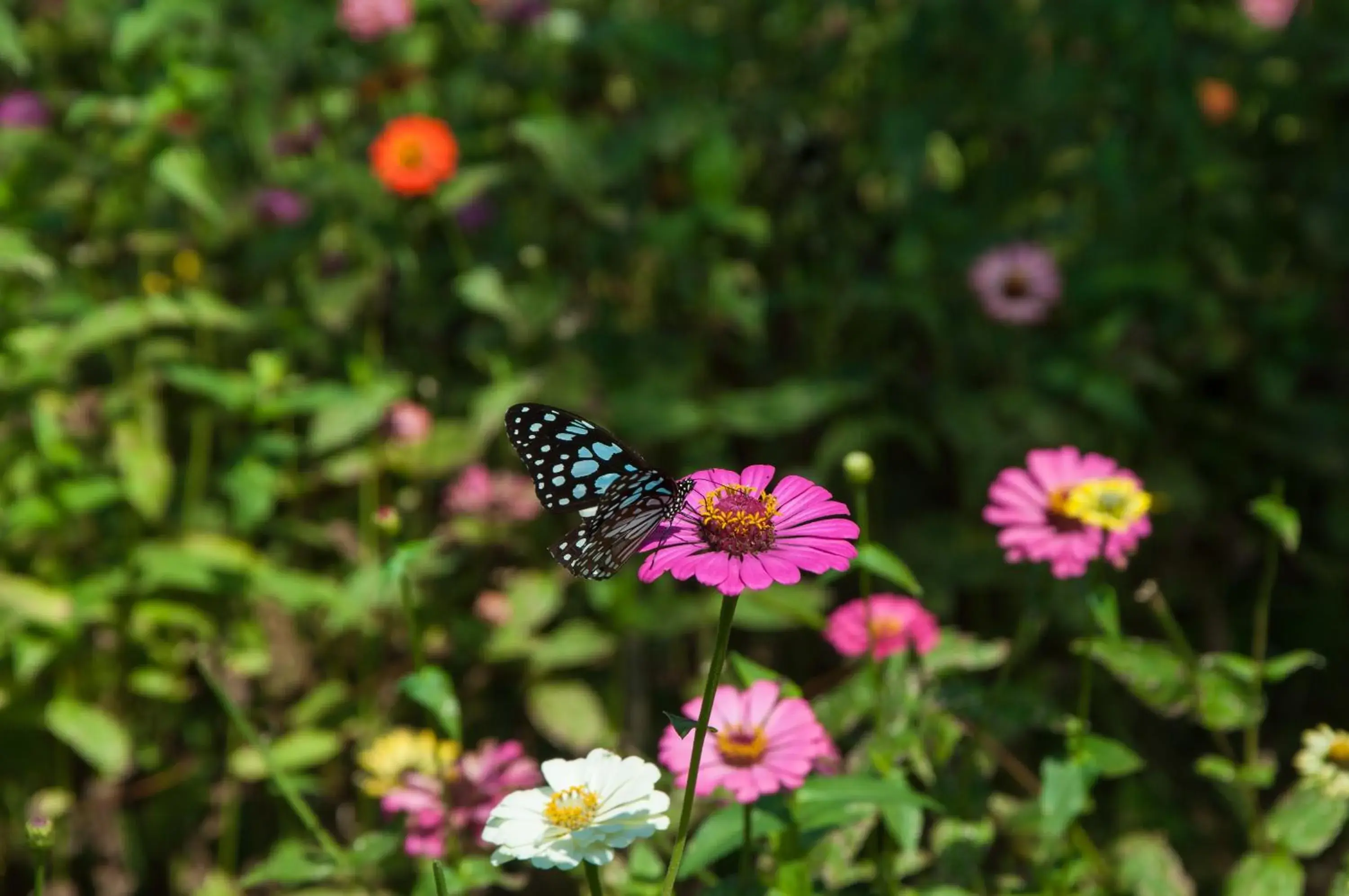 Superior Double or Twin Room - single occupancy in Maekok River Village Resort Superior Double or Twin Room - single occupancy in Maekok River Village Resort