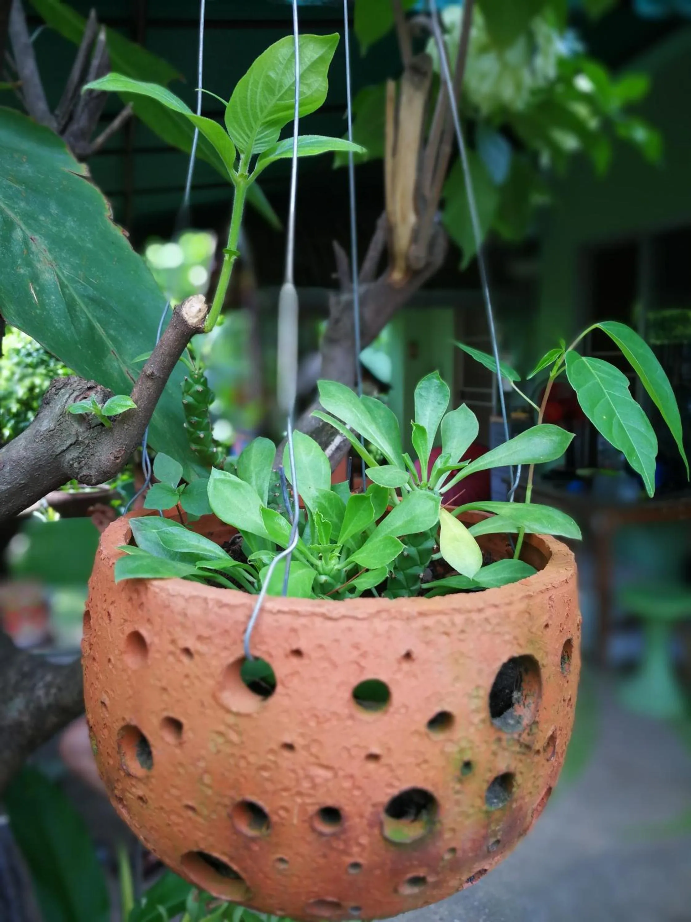 Garden in Baan Bua Guest House