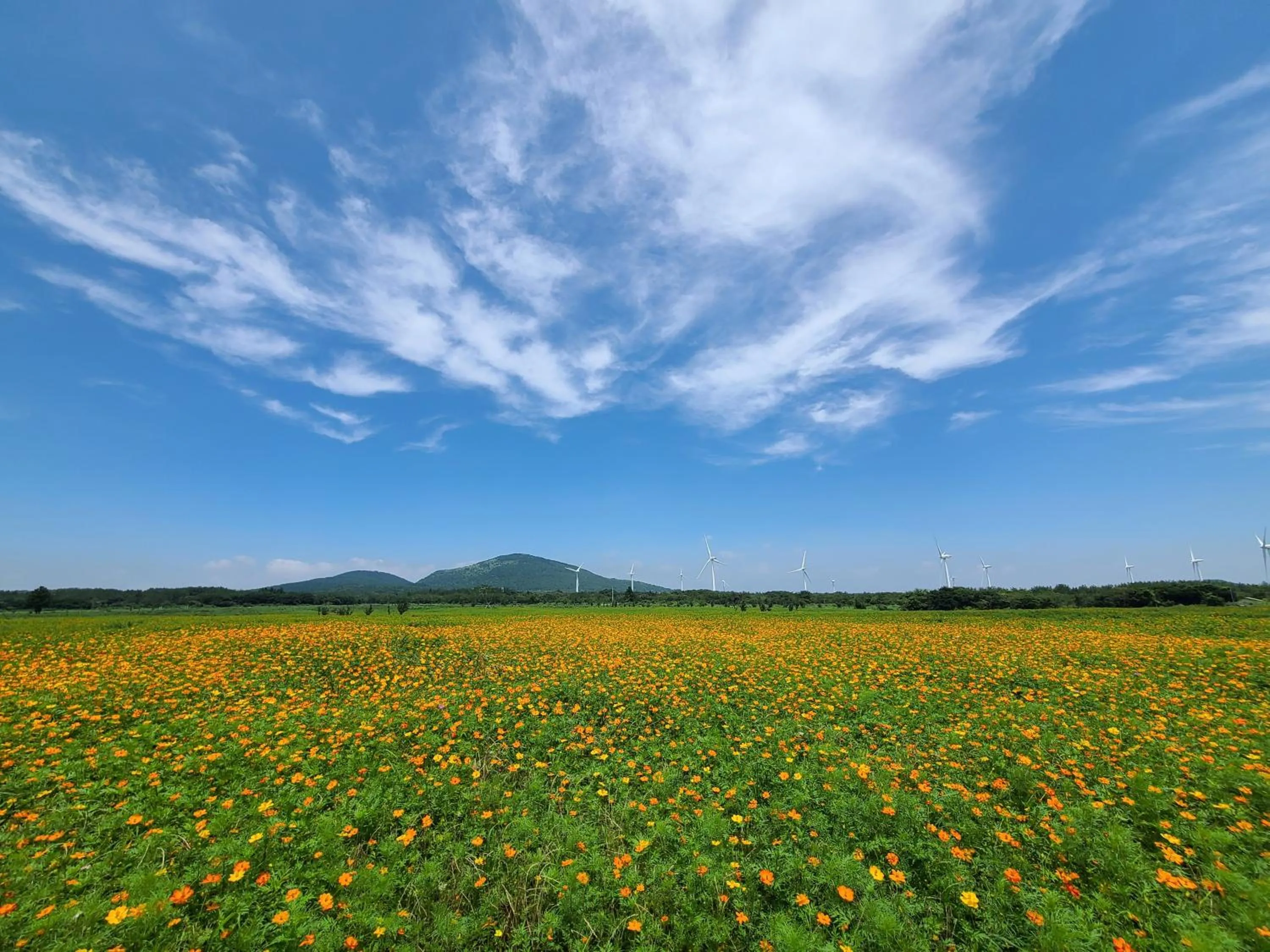 Natural landscape in Brassica Flower Pension