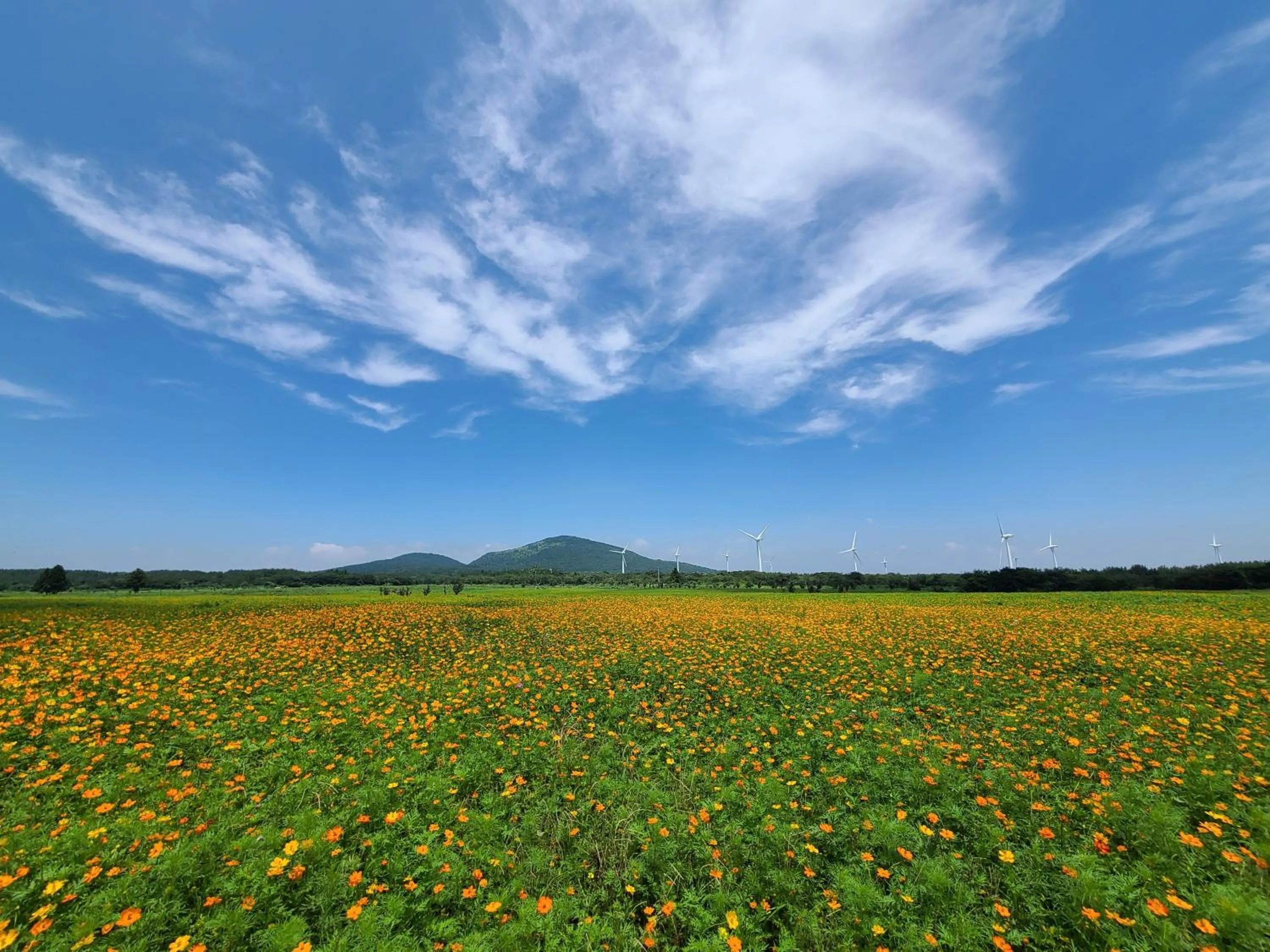 Natural landscape in Brassica Flower Pension