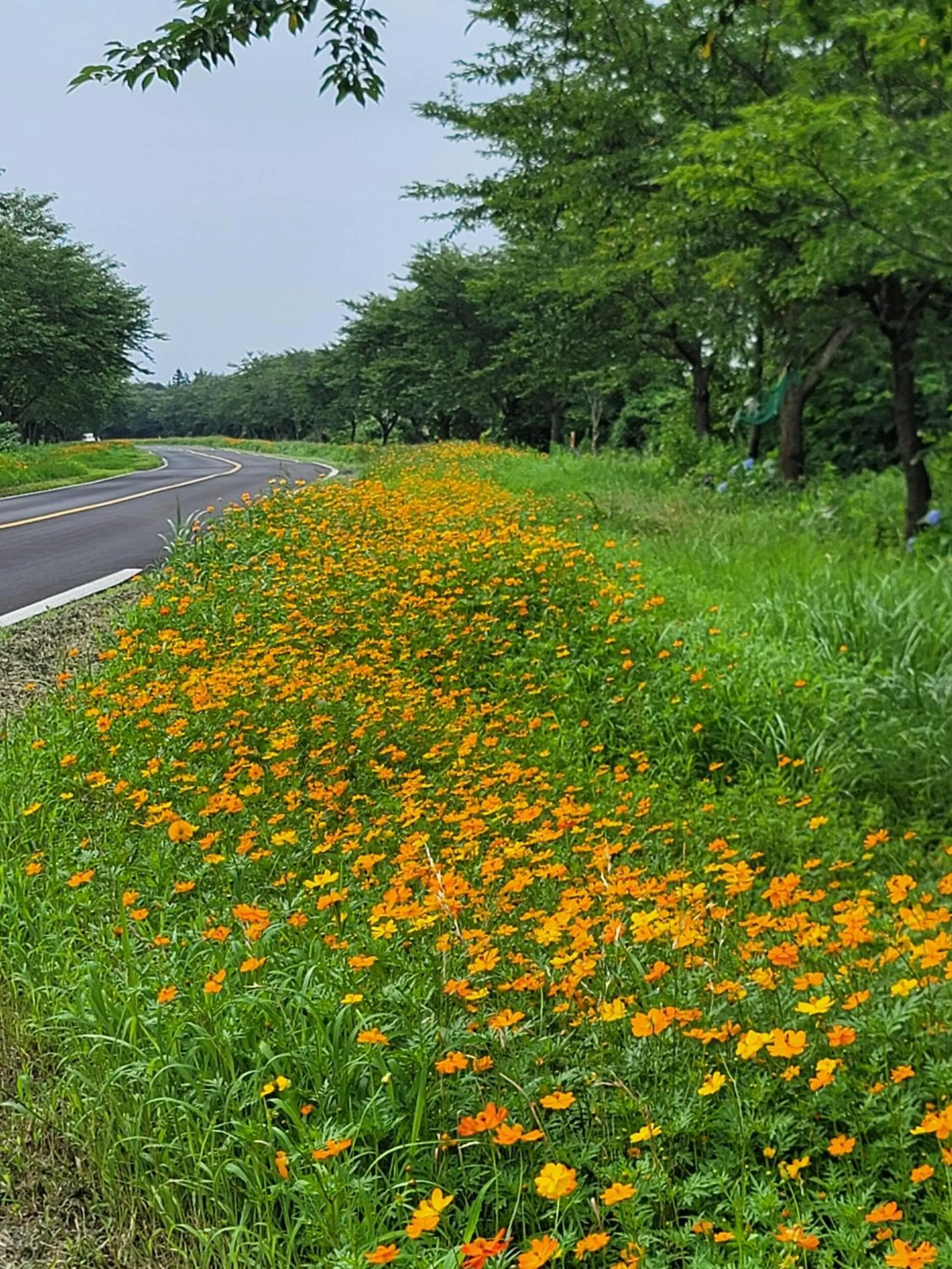 Natural landscape in Brassica Flower Pension