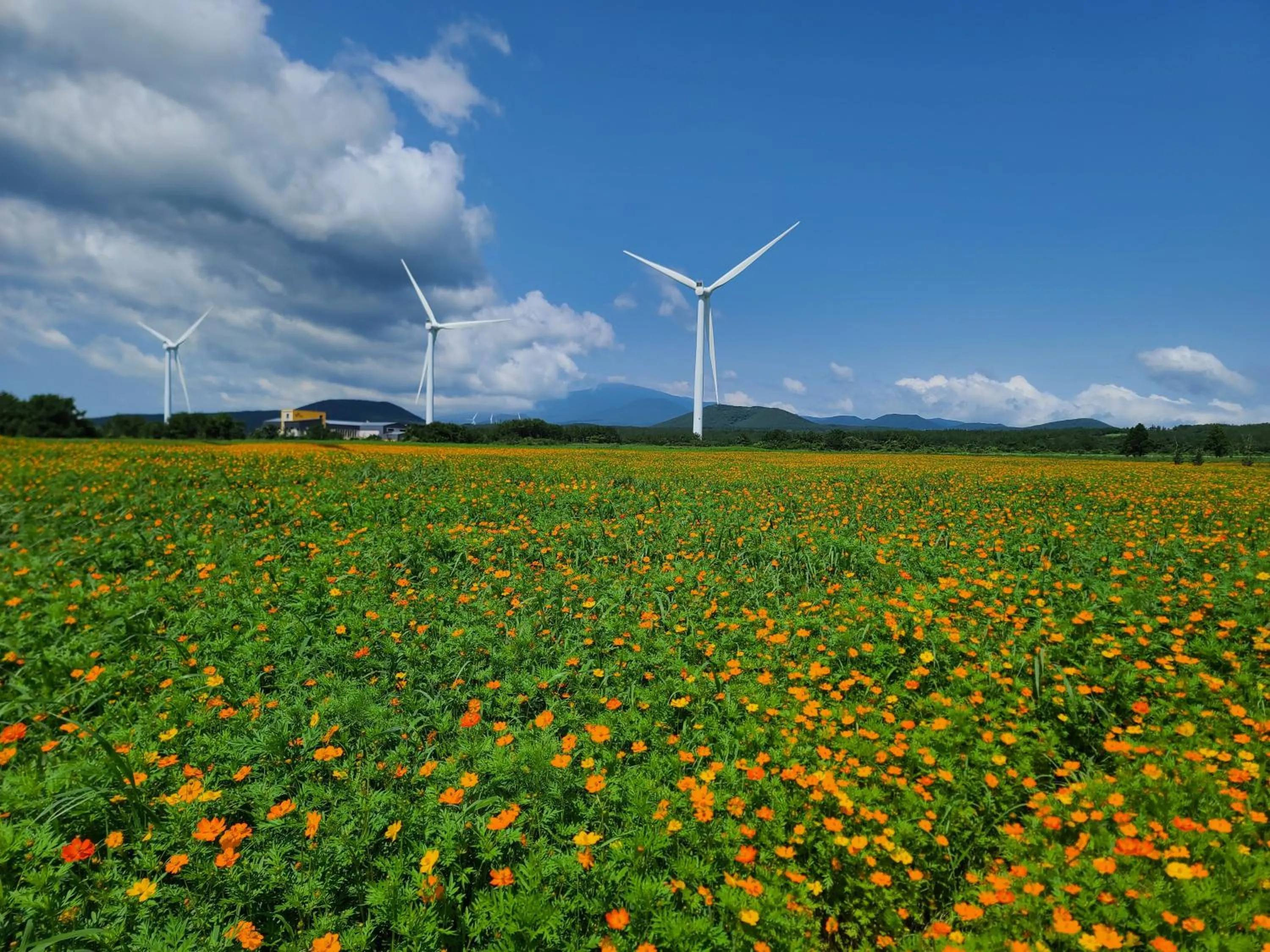 Neighbourhood in Brassica Flower Pension