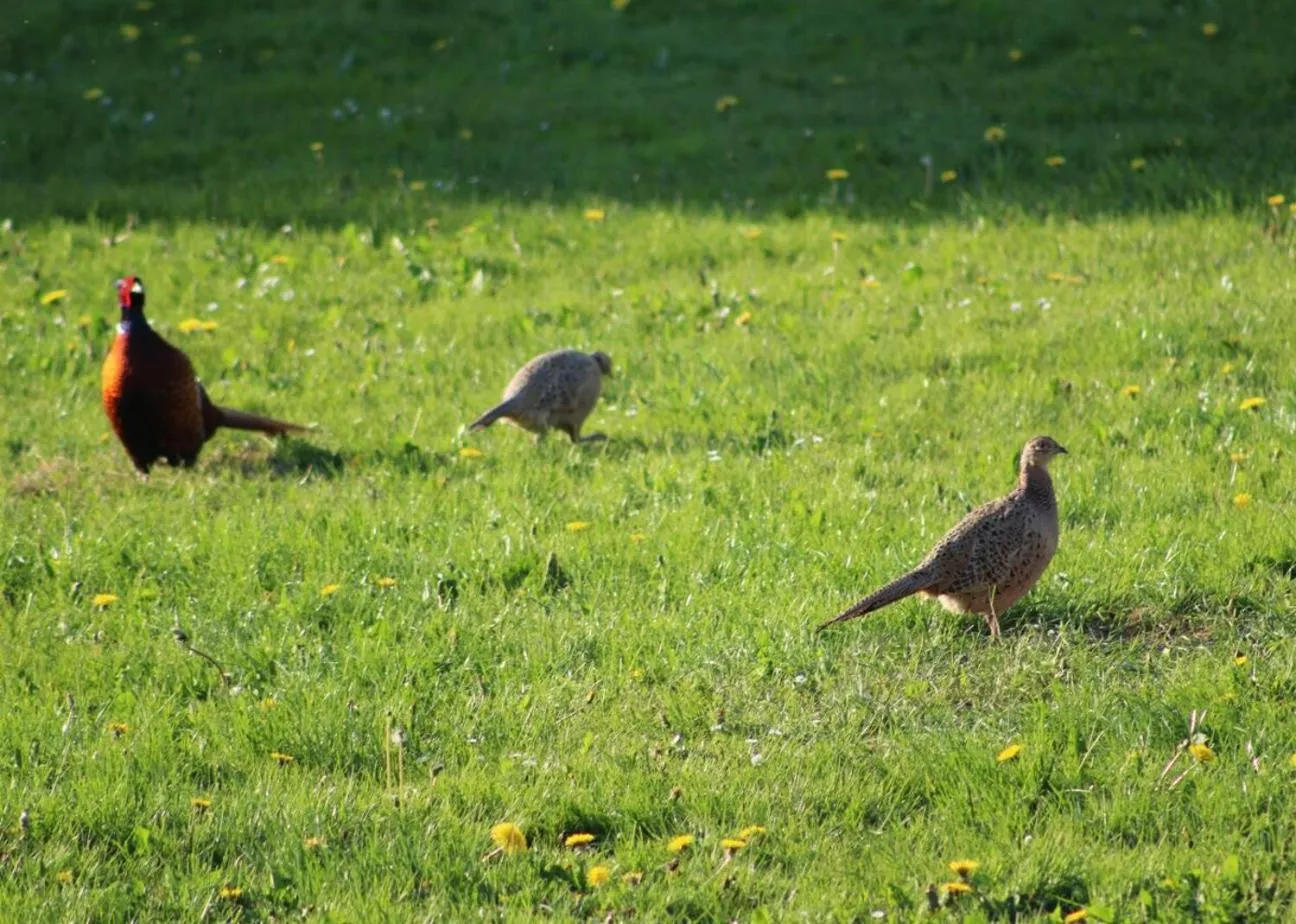 Animals in Hørhaven B&B