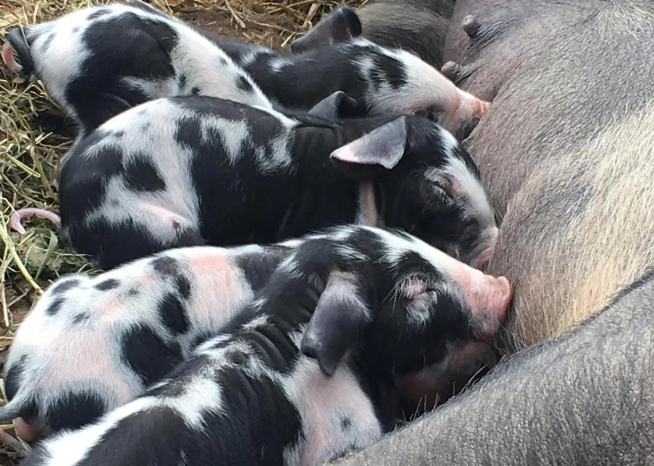 Animals in Hørhaven B&B