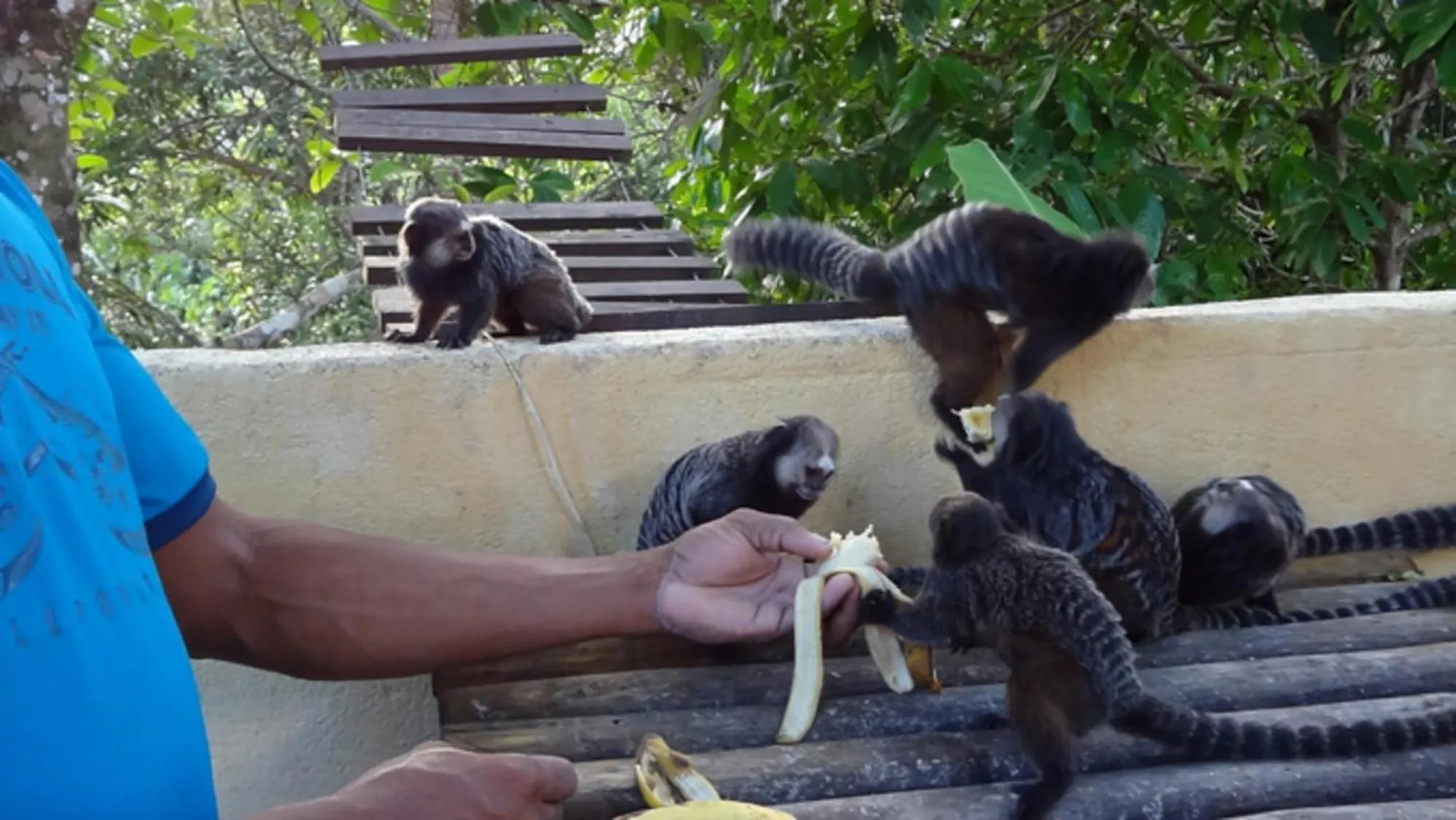Animals in Pousada do Mar