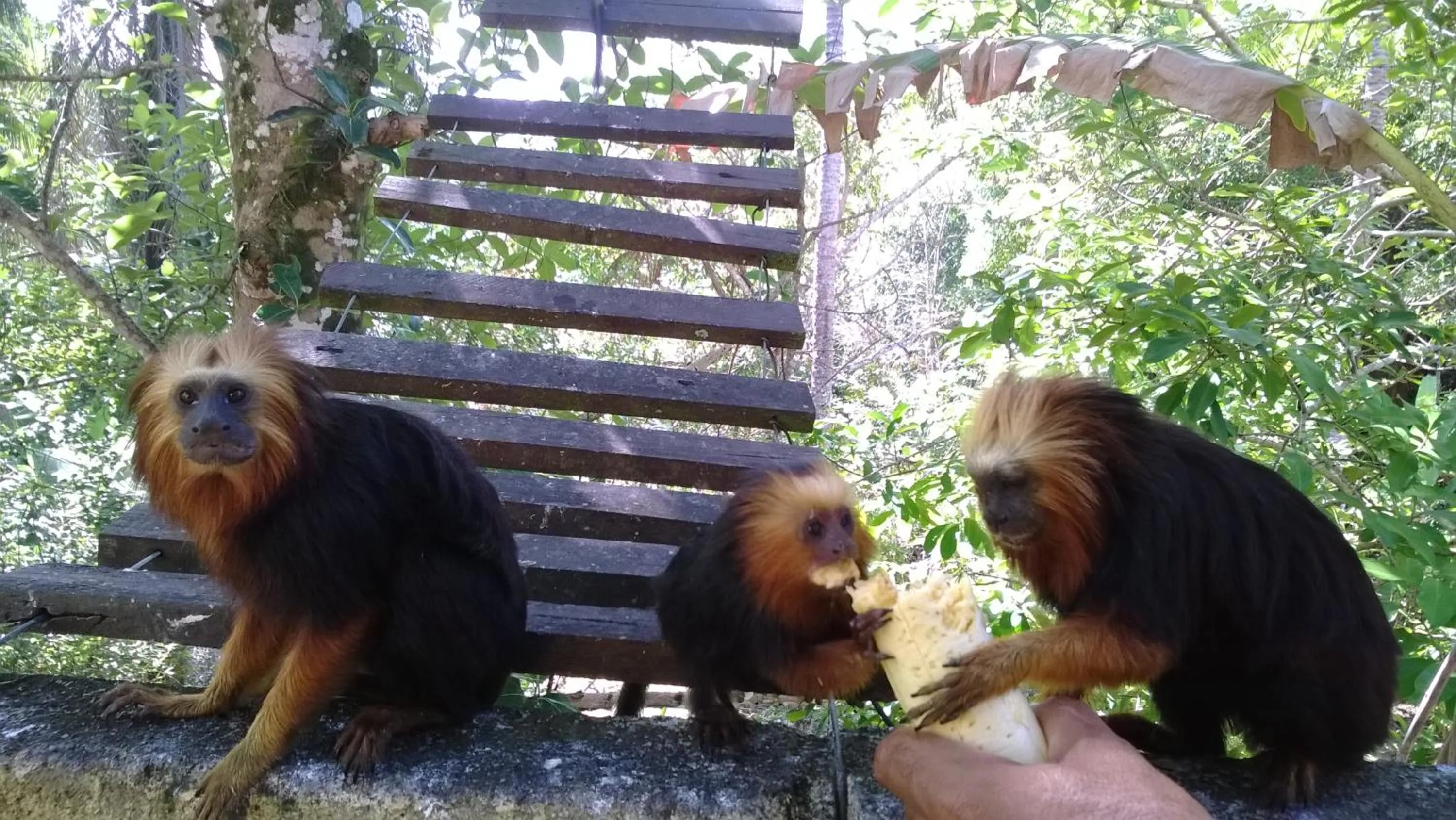 Animals in Pousada do Mar