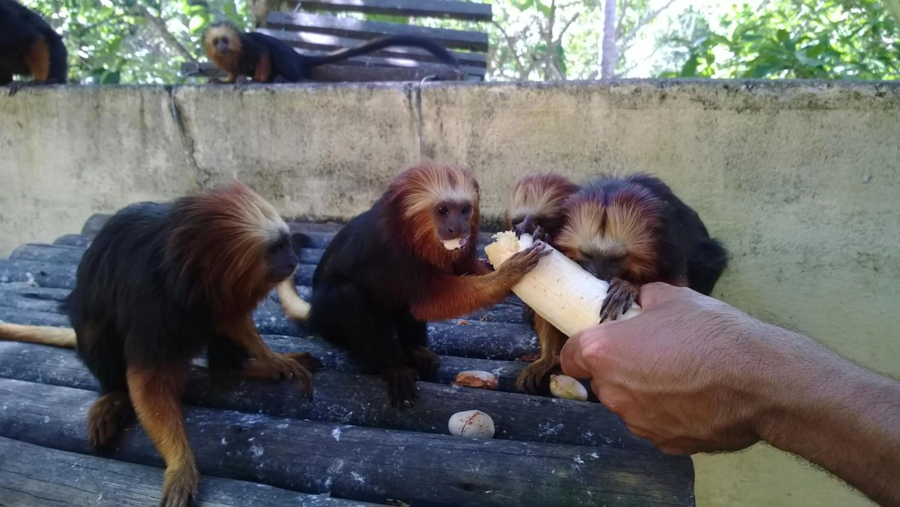 Animals in Pousada do Mar