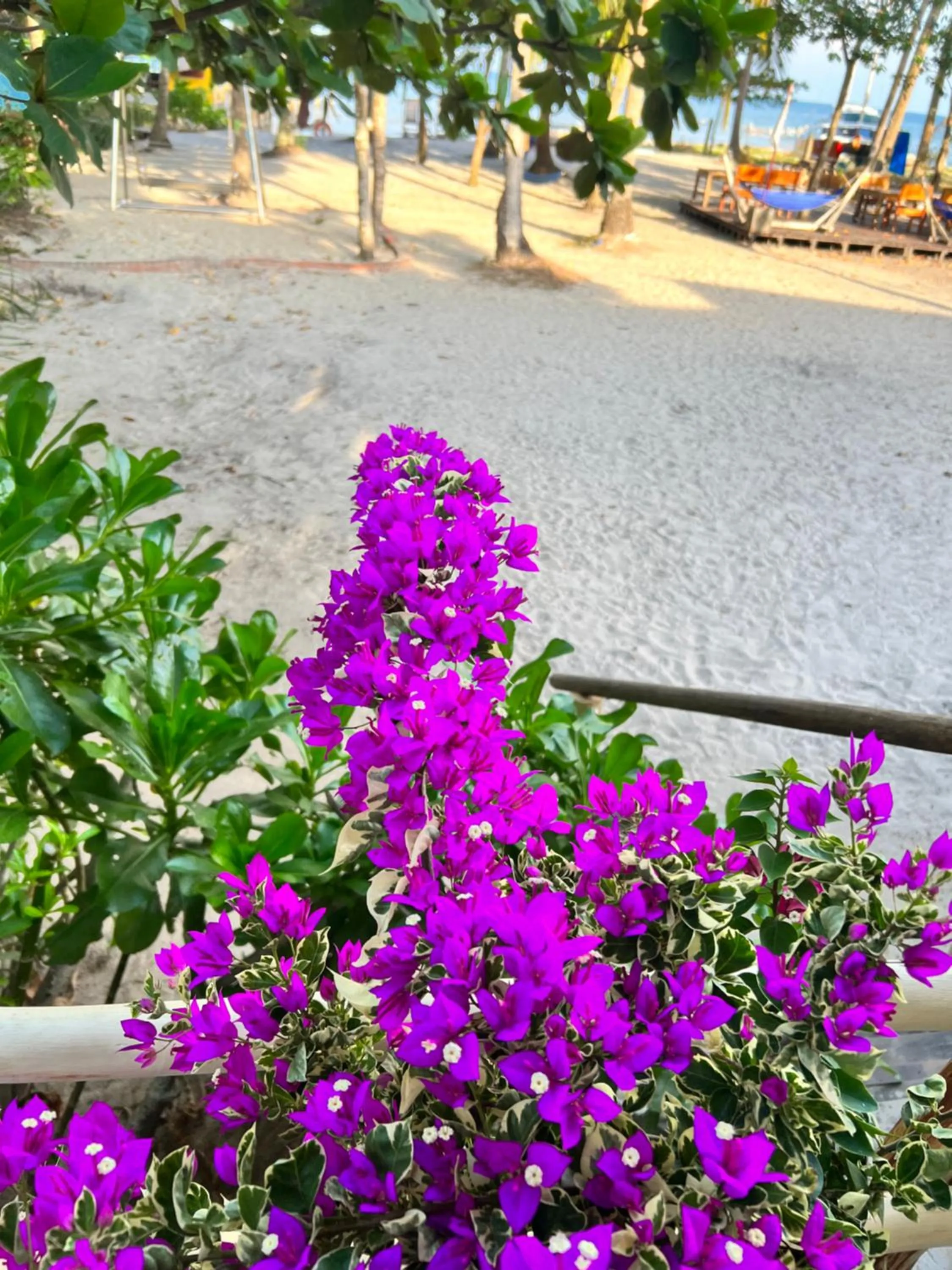 Property building in Freedom Beach Resort