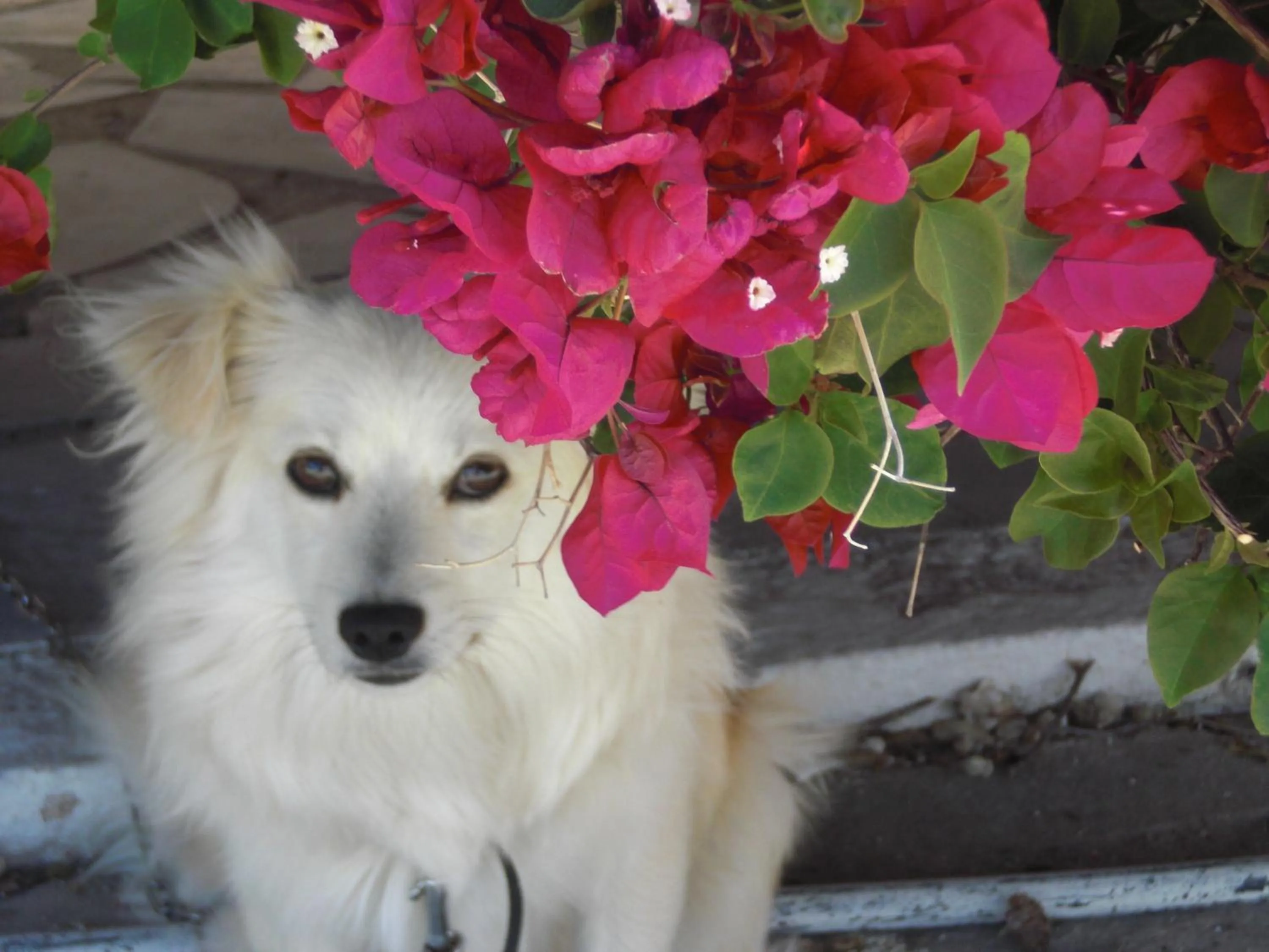 Pets in Esperides Hotel
