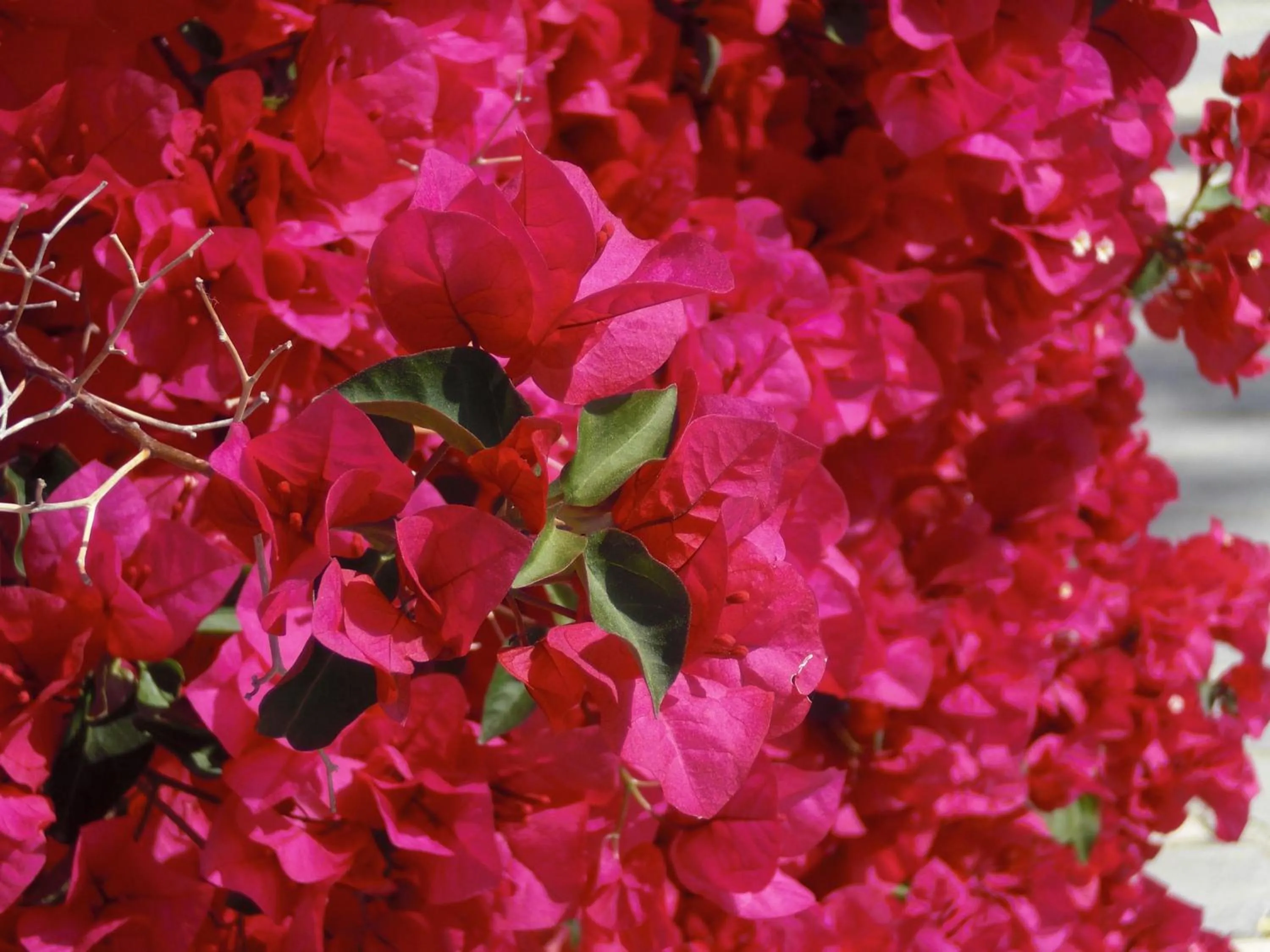 Garden in Esperides Hotel