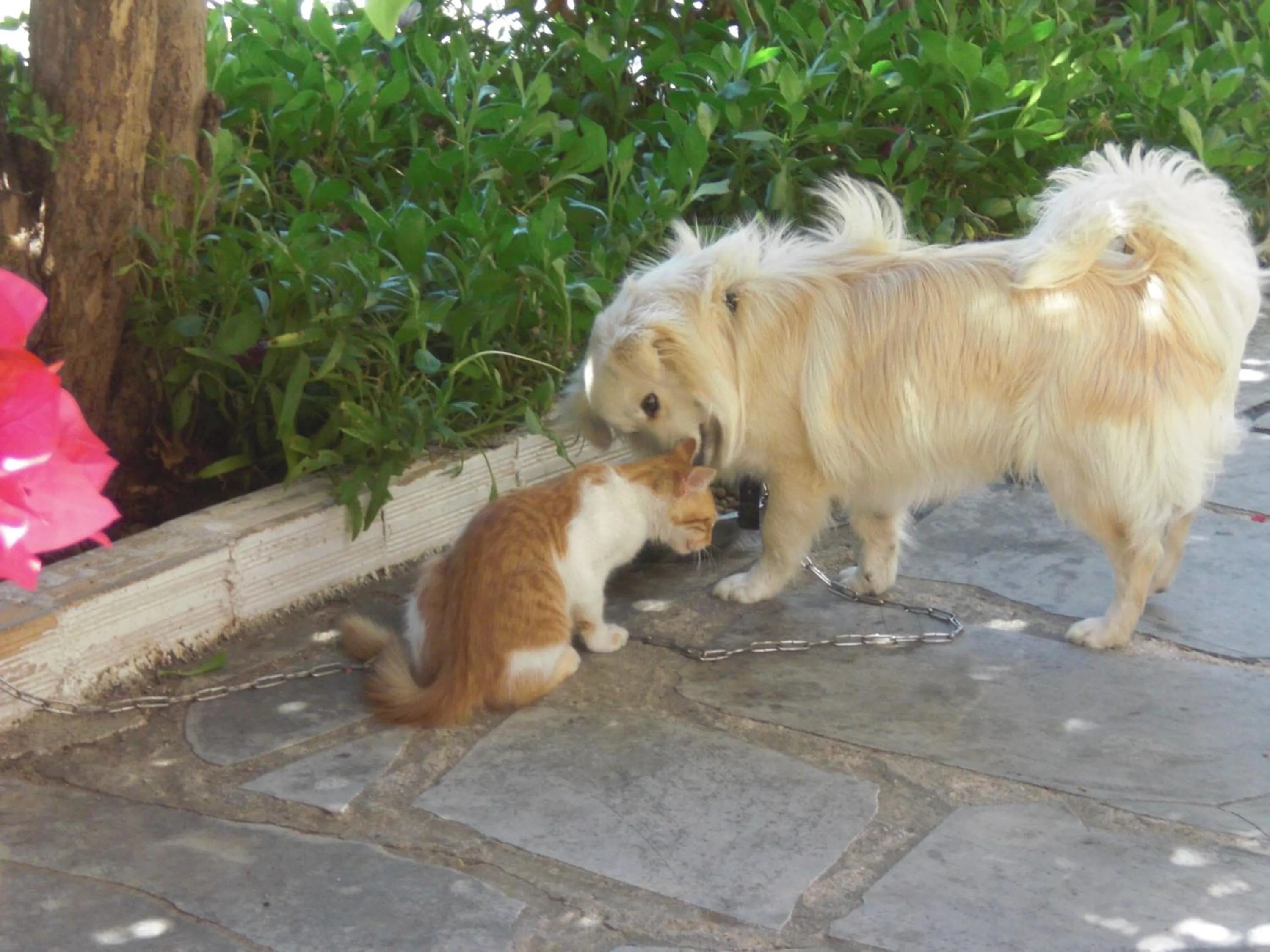 Pets in Esperides Hotel